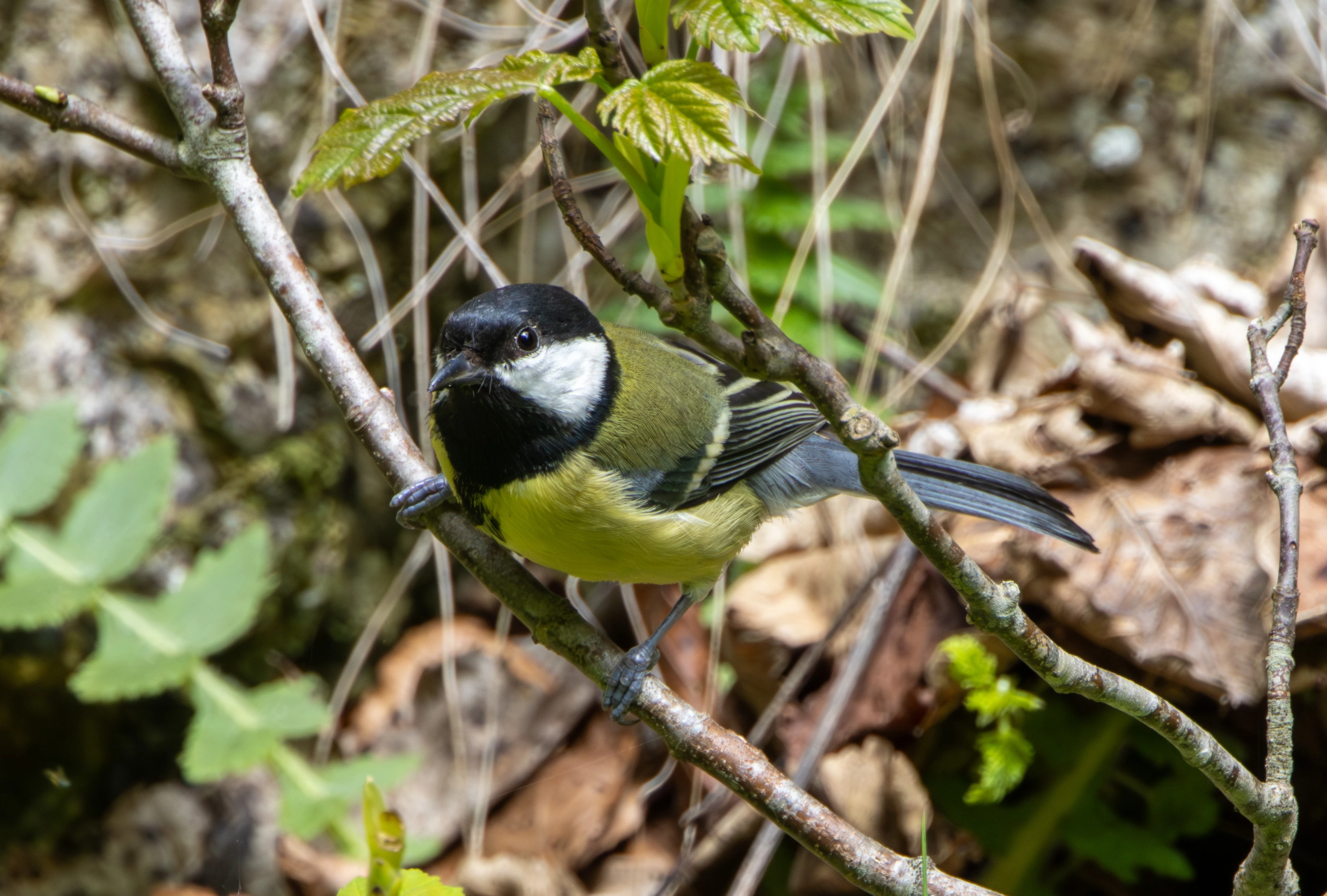 Great Tit, Transylvania, Romania — photo by Adam Prugel-Bennett