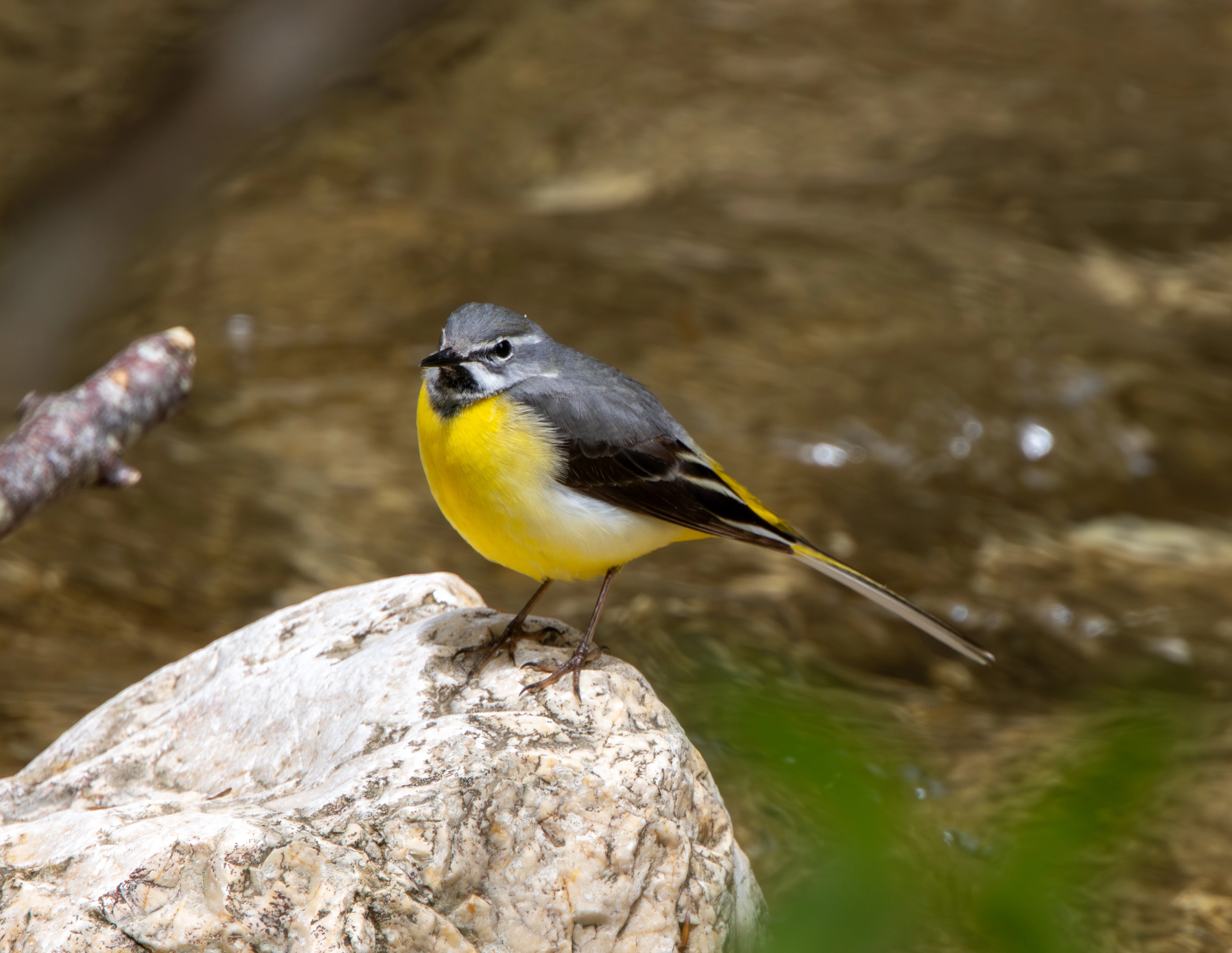 Grey Wagtail, Transylvania, Romania — photo by Adam Prugel-Bennett