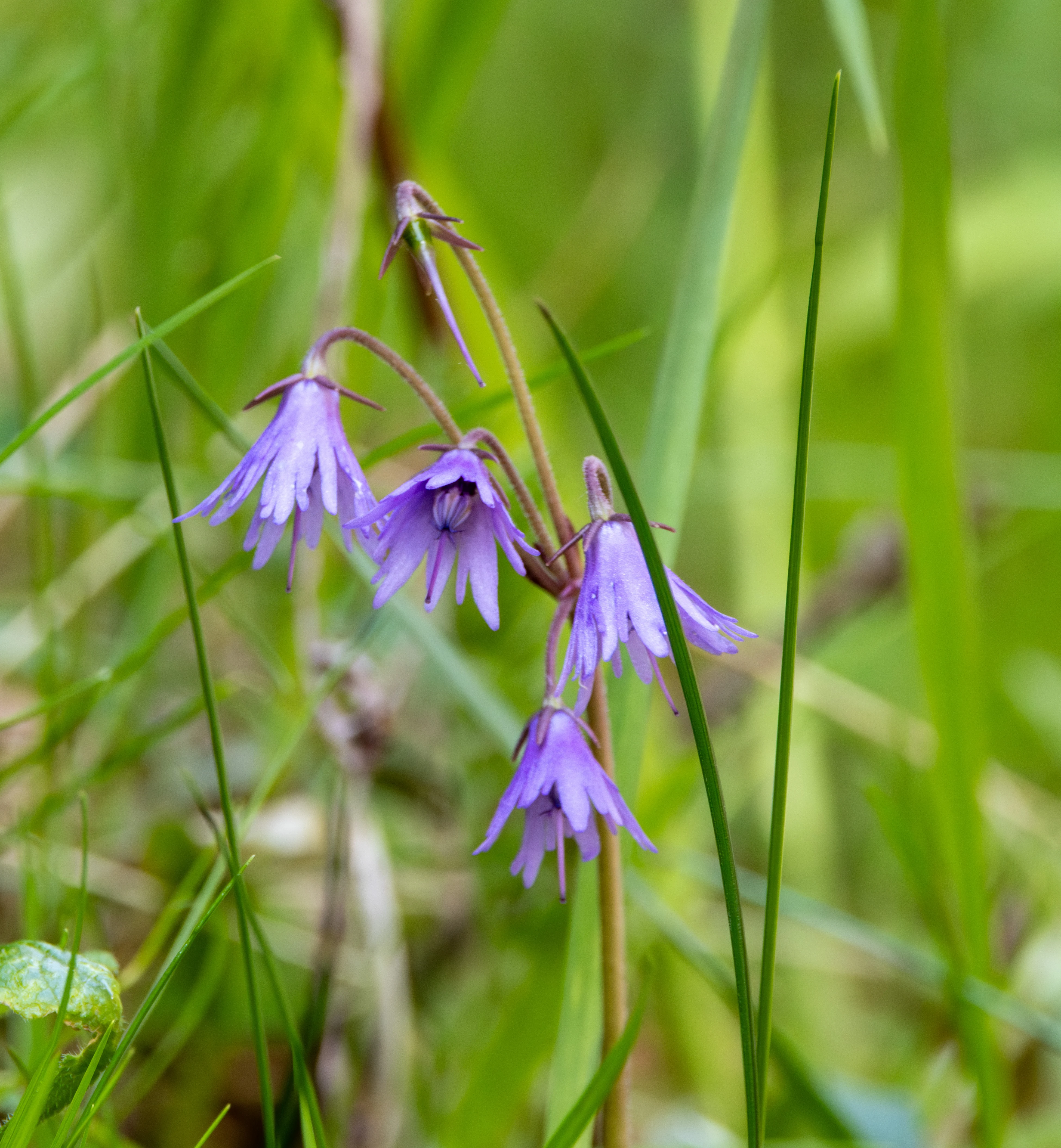 Soldanella carpatica, Transylvania, Romania — photo by Adam Prugel-Bennett