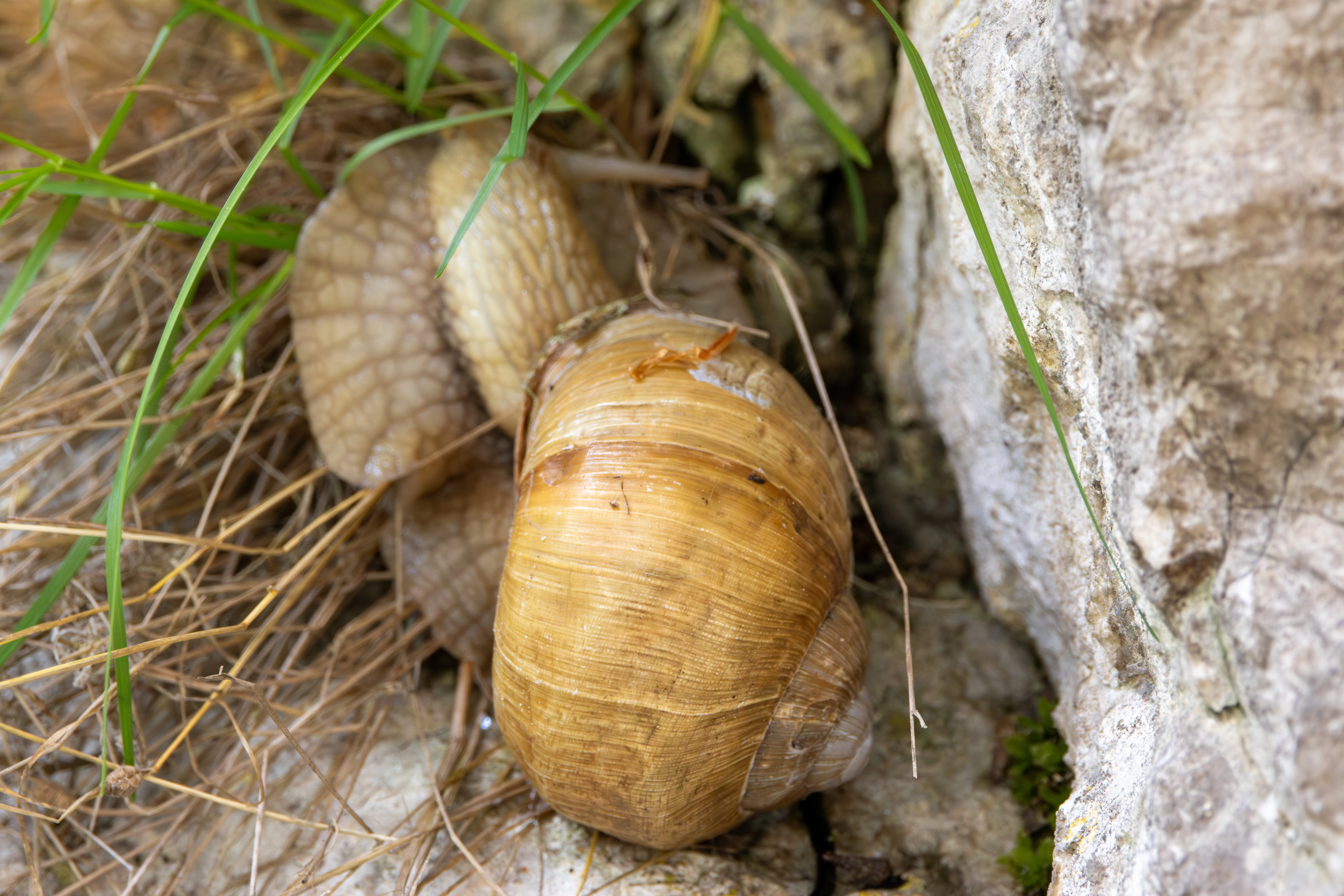 Roman snail (Helix pomatia), Transylvania, Romania — photo by Adam Prugel-Bennett