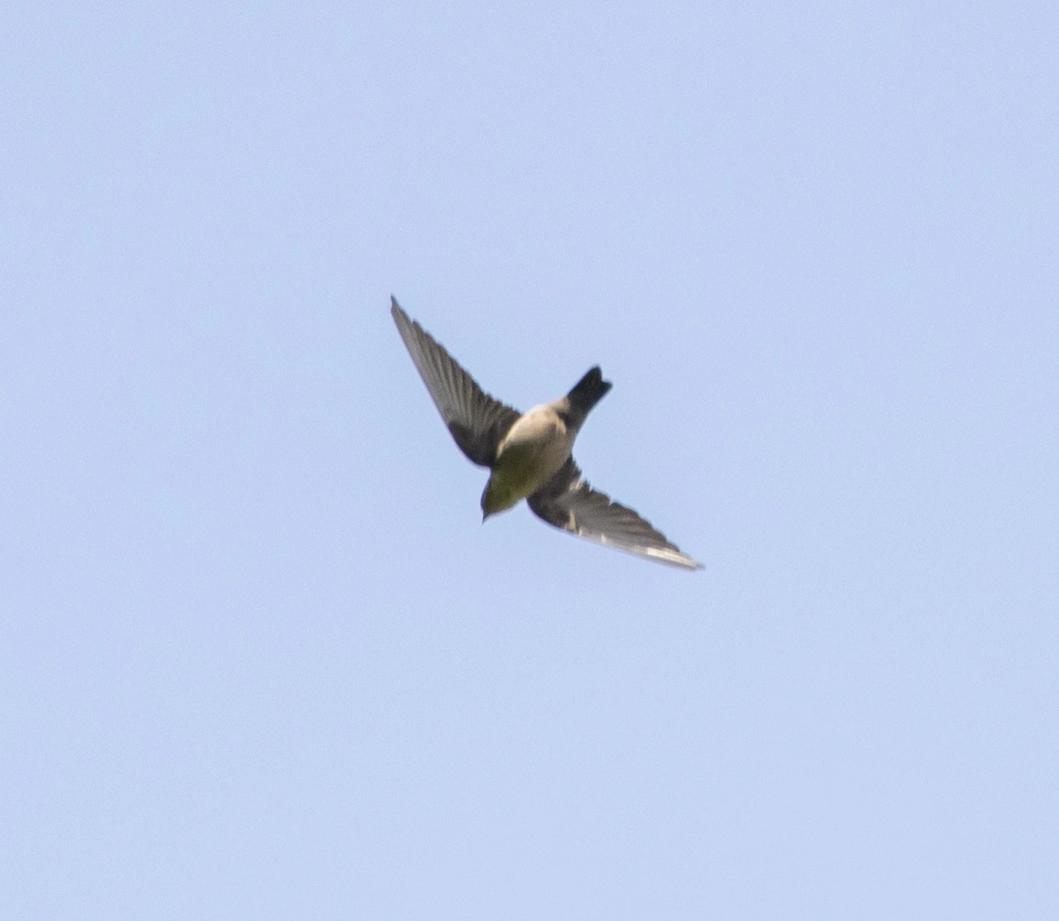 Crag Martin, Transylvania, Romania — photo by Adam Prugel-Bennett