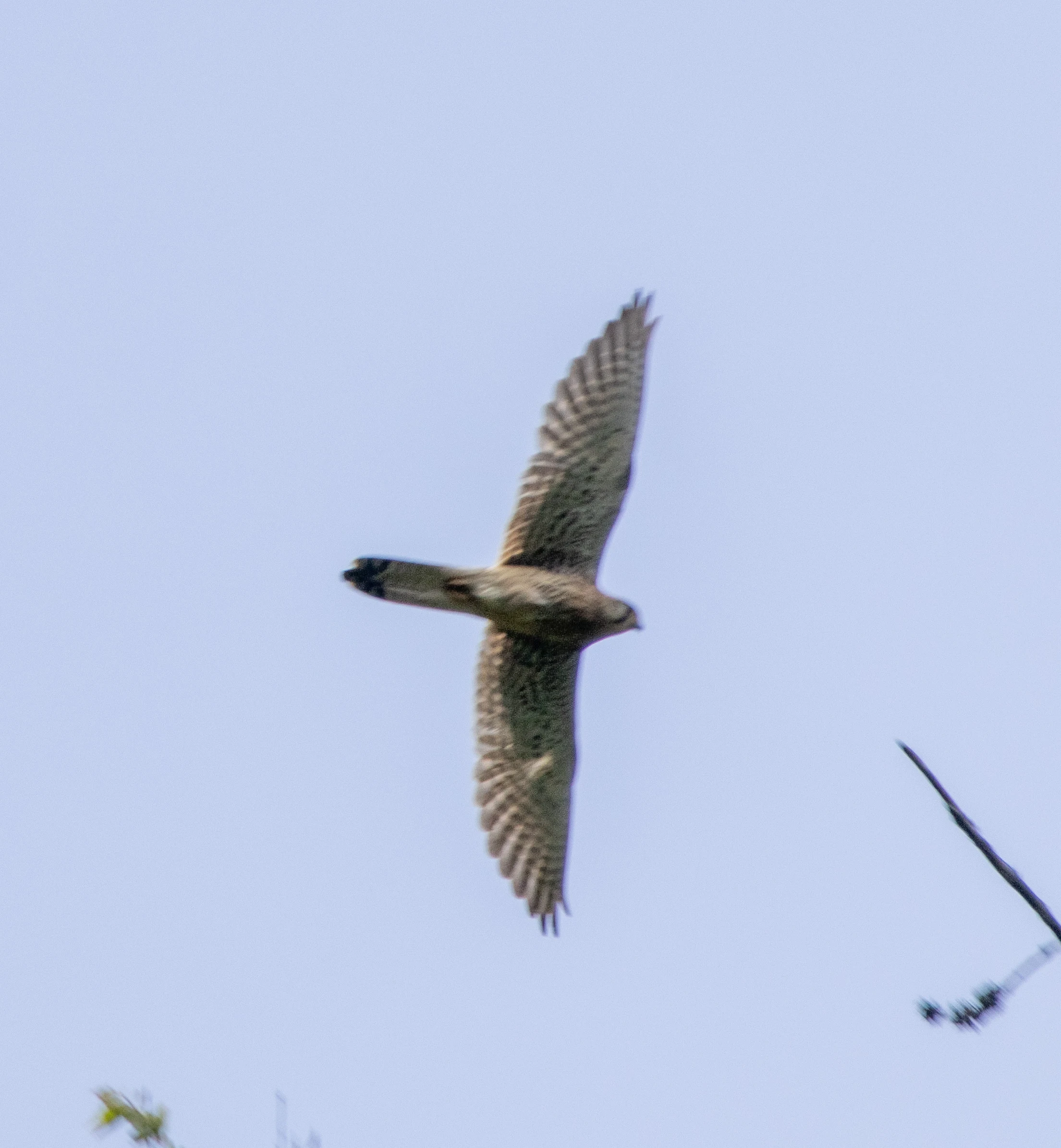 Common Kestrel, Transylvania, Romania — photo by Adam Prugel-Bennett