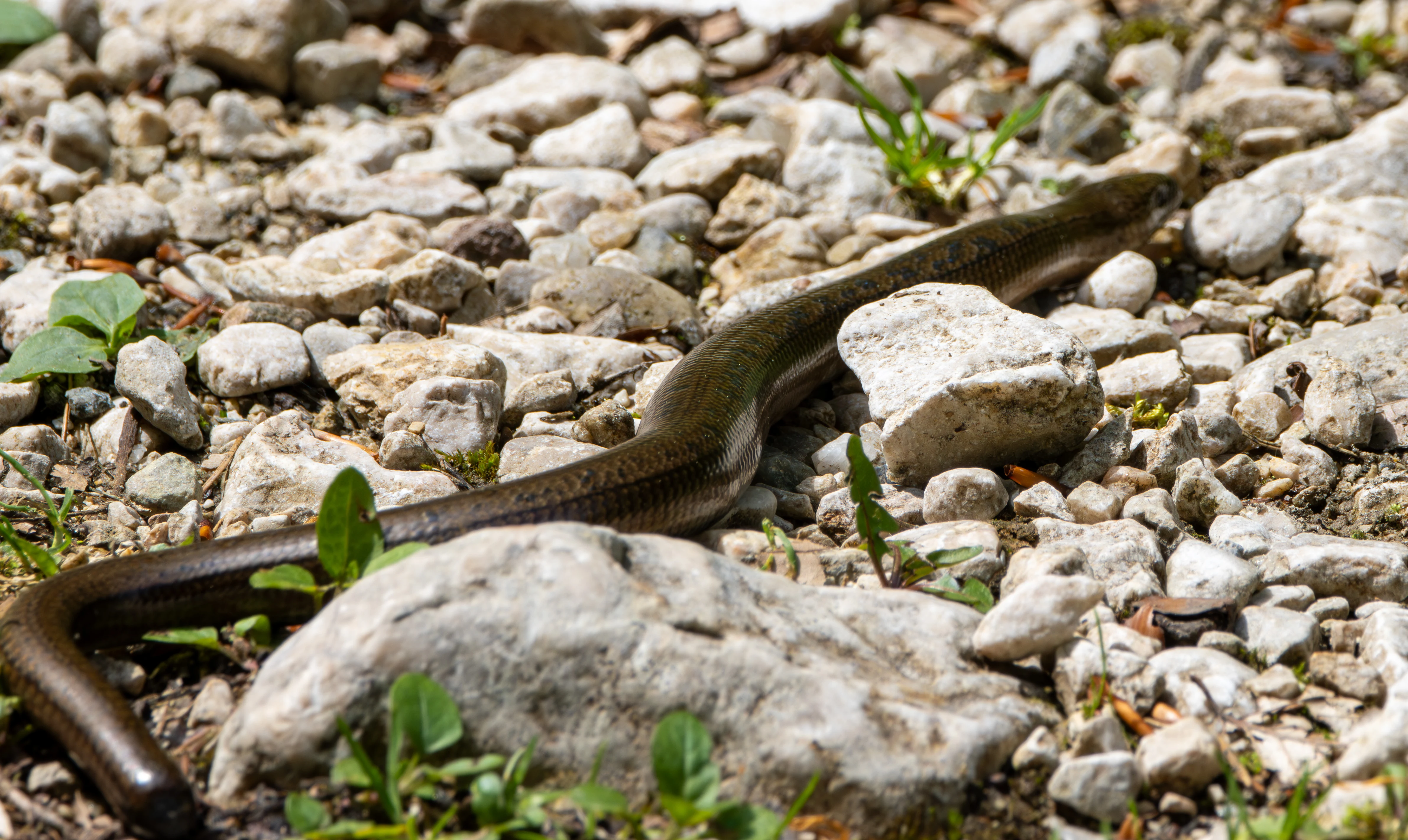 Slow Worm (Anguis fragilis), Transylvania, Romania — photo by Adam Prugel-Bennett