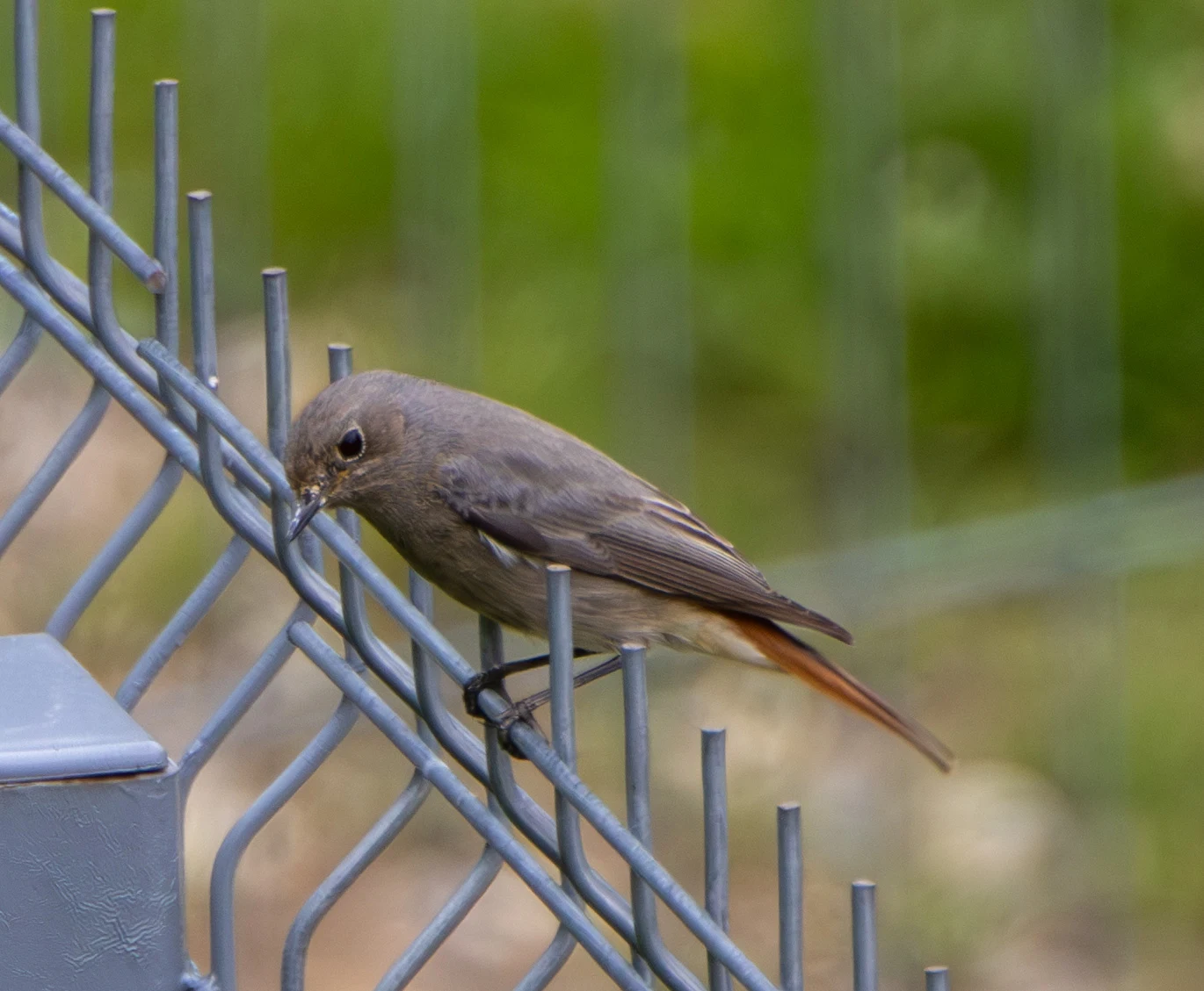 Black Redstart, Transylvania, Romania — photo by Adam Prugel-Bennett
