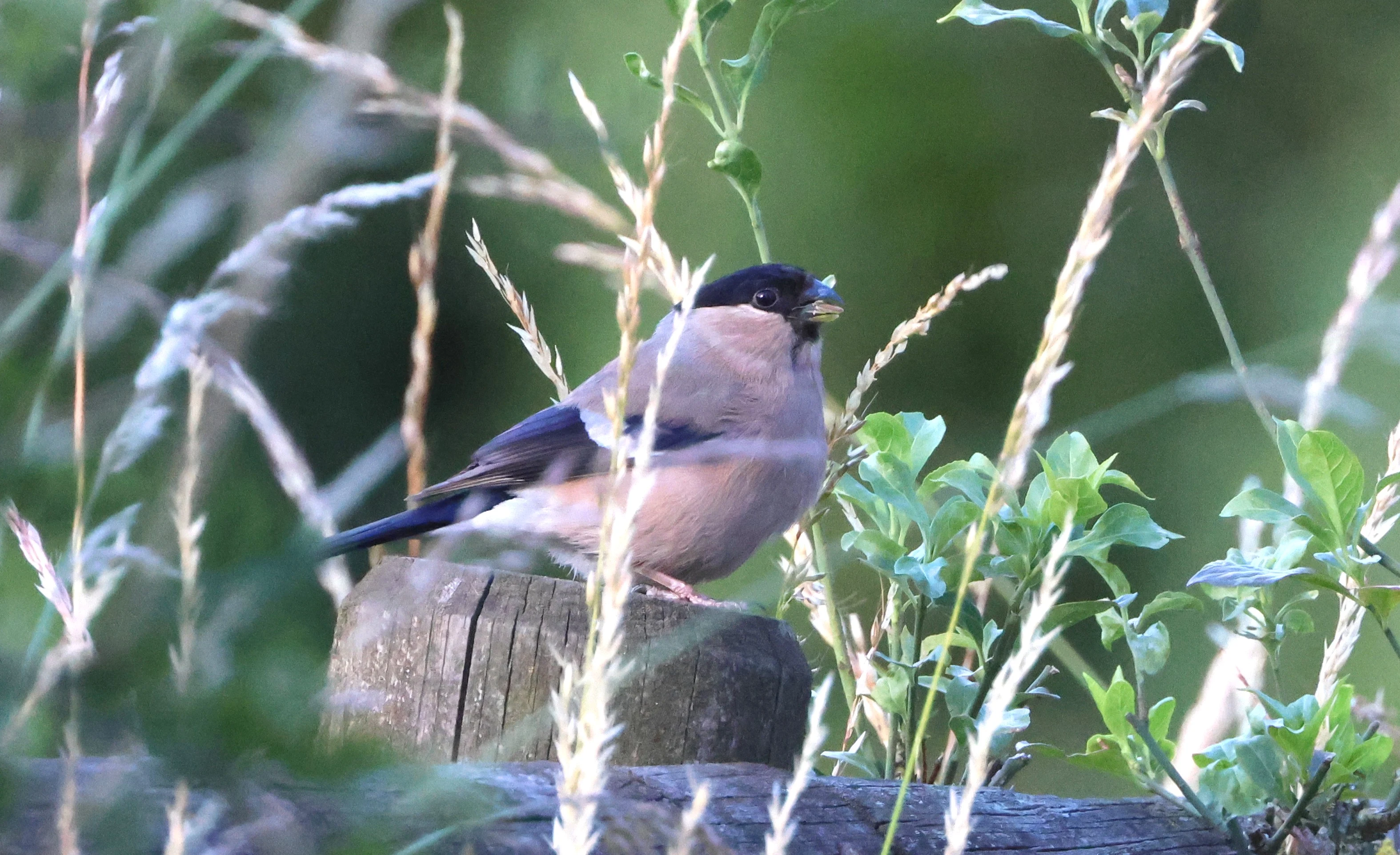 Bullfinch, Bentley Wood, West Dean, Wiltshire, UK — photo by Adam Prugel-Bennett
