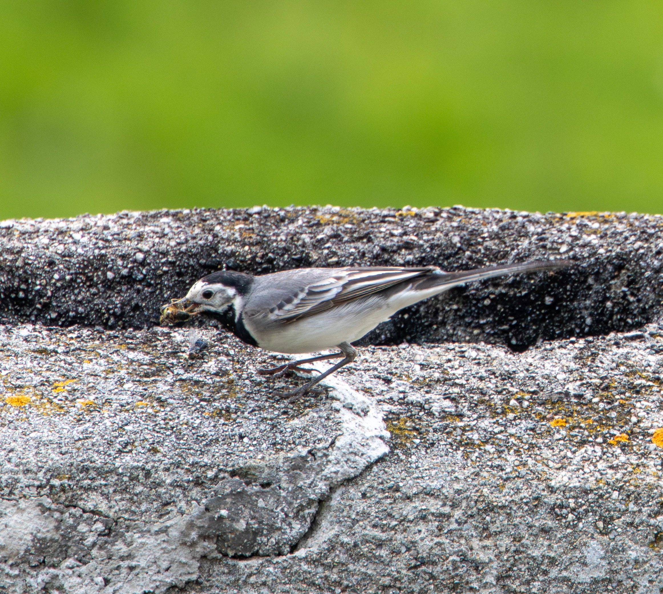 White Wagtail, Transylvania, Romania — photo by Adam Prugel-Bennett