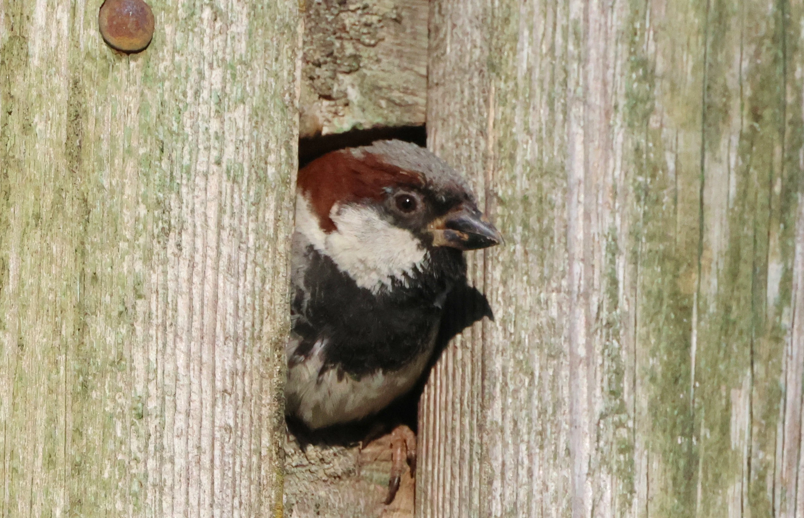 House sparrow, Bentley Wood, West Dean, Wiltshire, UK — photo by Adam Prugel-Bennett