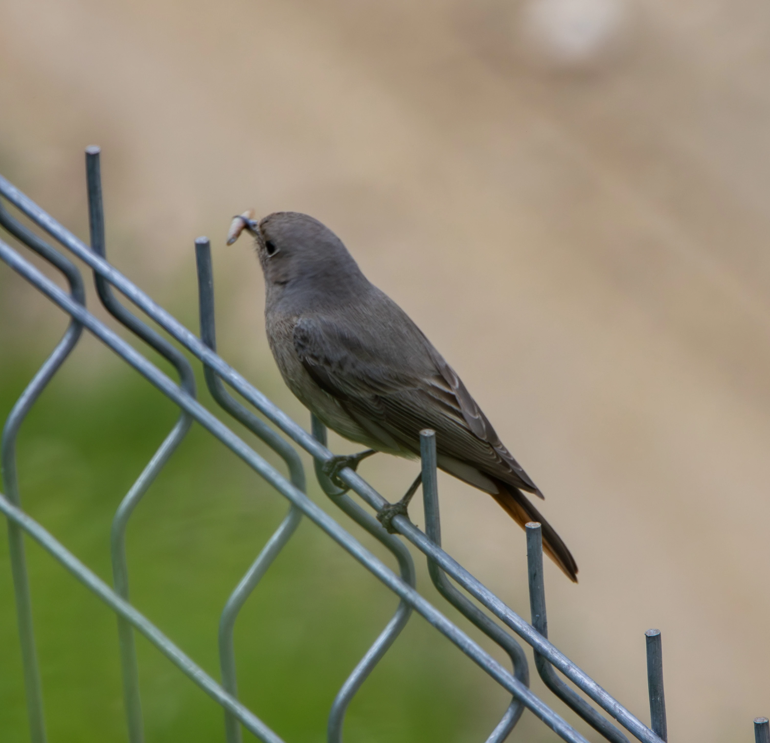 Black Redstart, Transylvania, Romania — photo by Adam Prugel-Bennett