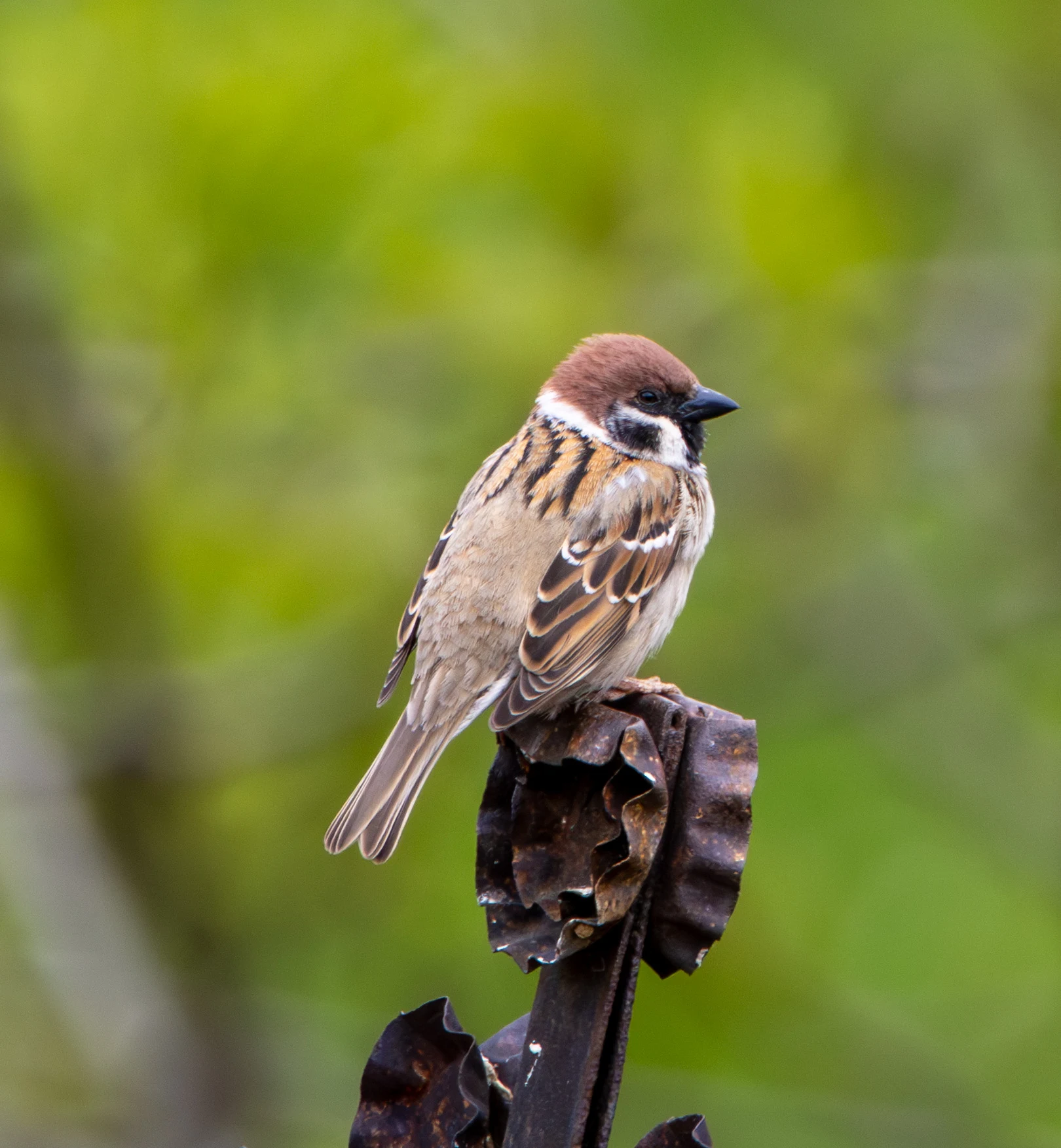 Eurasian Tree Sparrow, Transylvania, Romania — photo by Adam Prugel-Bennett