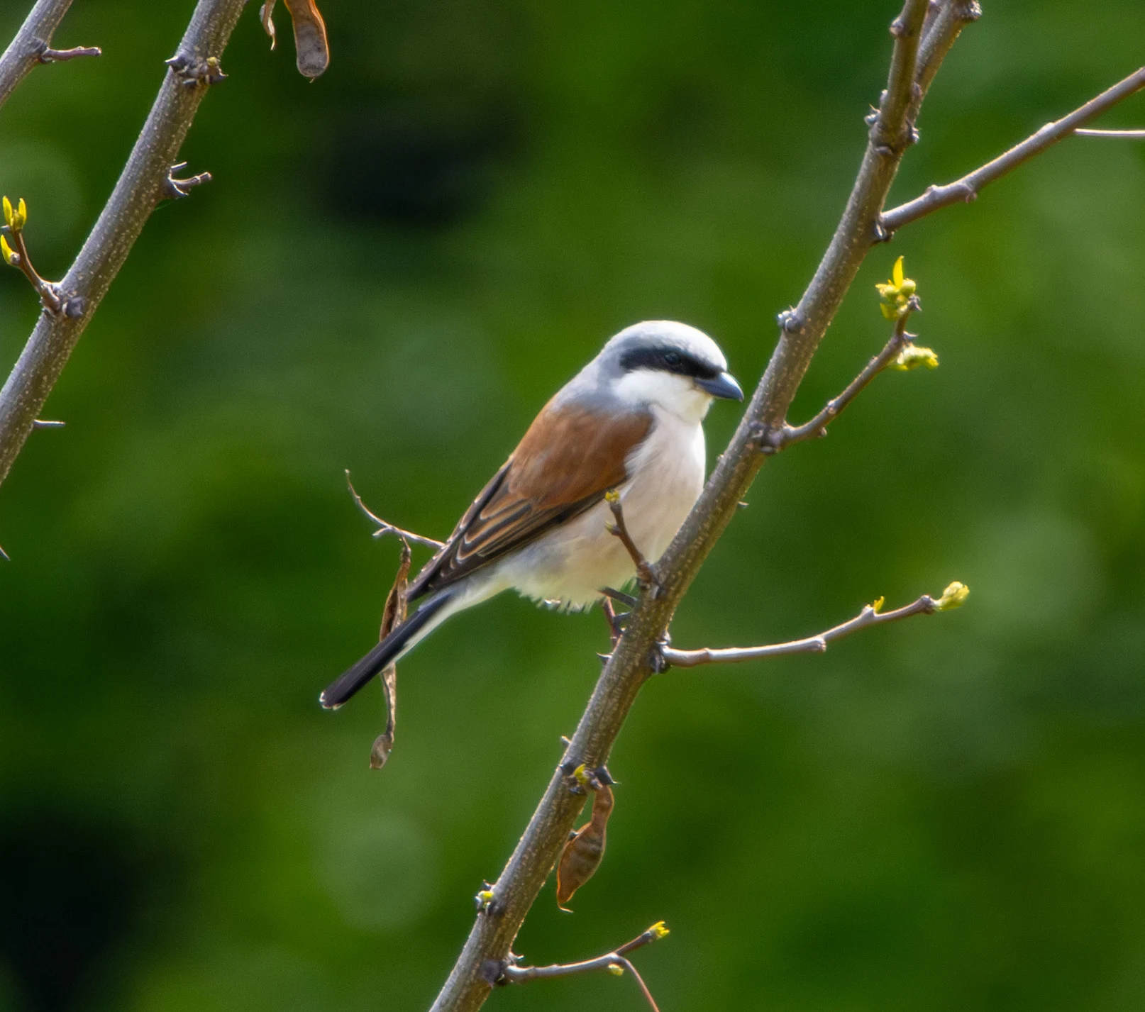 Red-backed Shrike, Transylvania, Romania — photo by Adam Prugel-Bennett
