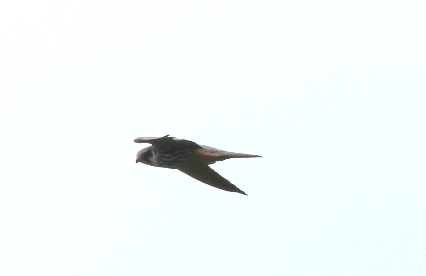 Hobby, Crockford Common, Beaulieu, New Forest, UK — photo by Adam Prugel-Bennett