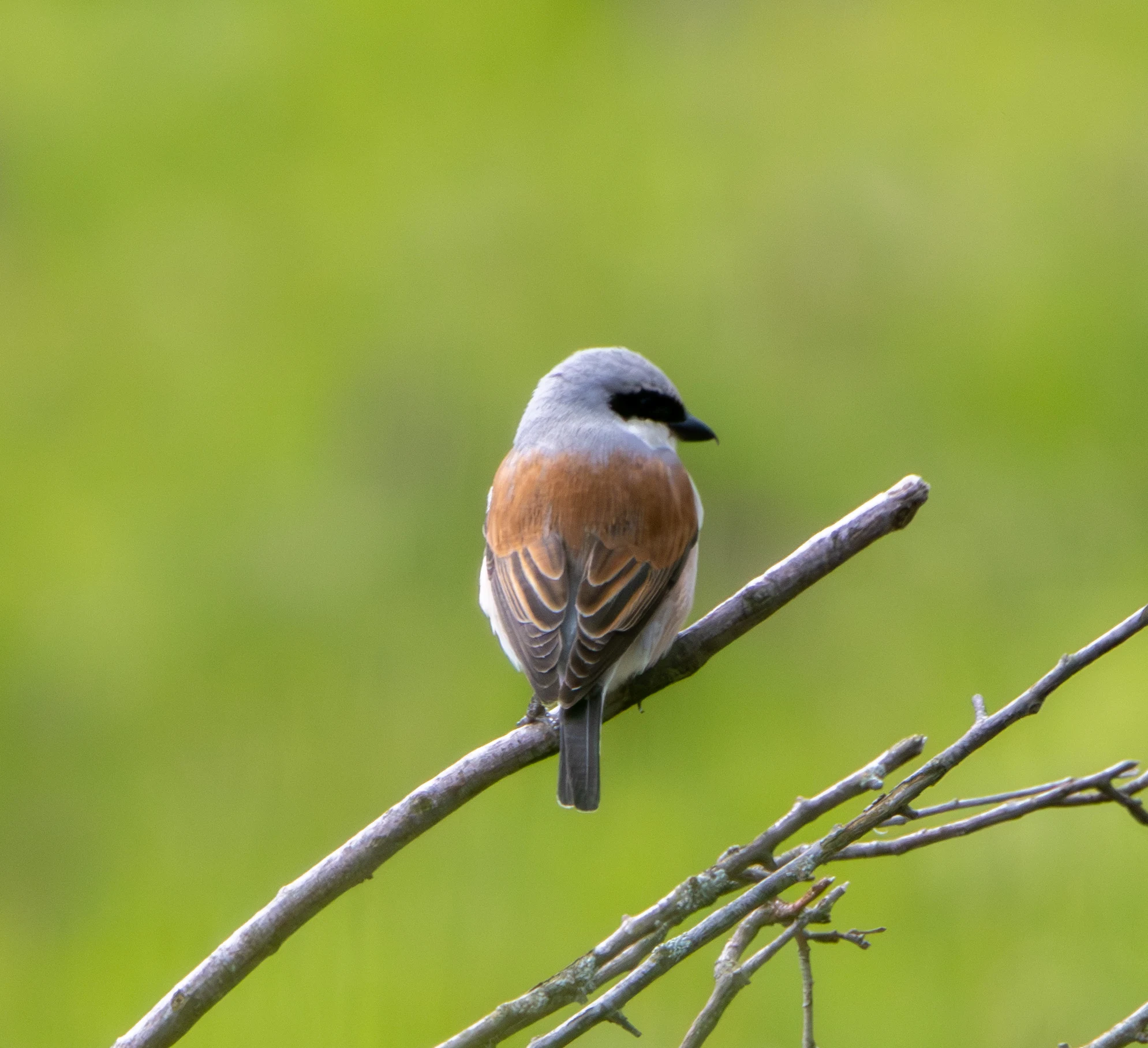 Red-backed Shrike, Transylvania, Romania — photo by Adam Prugel-Bennett