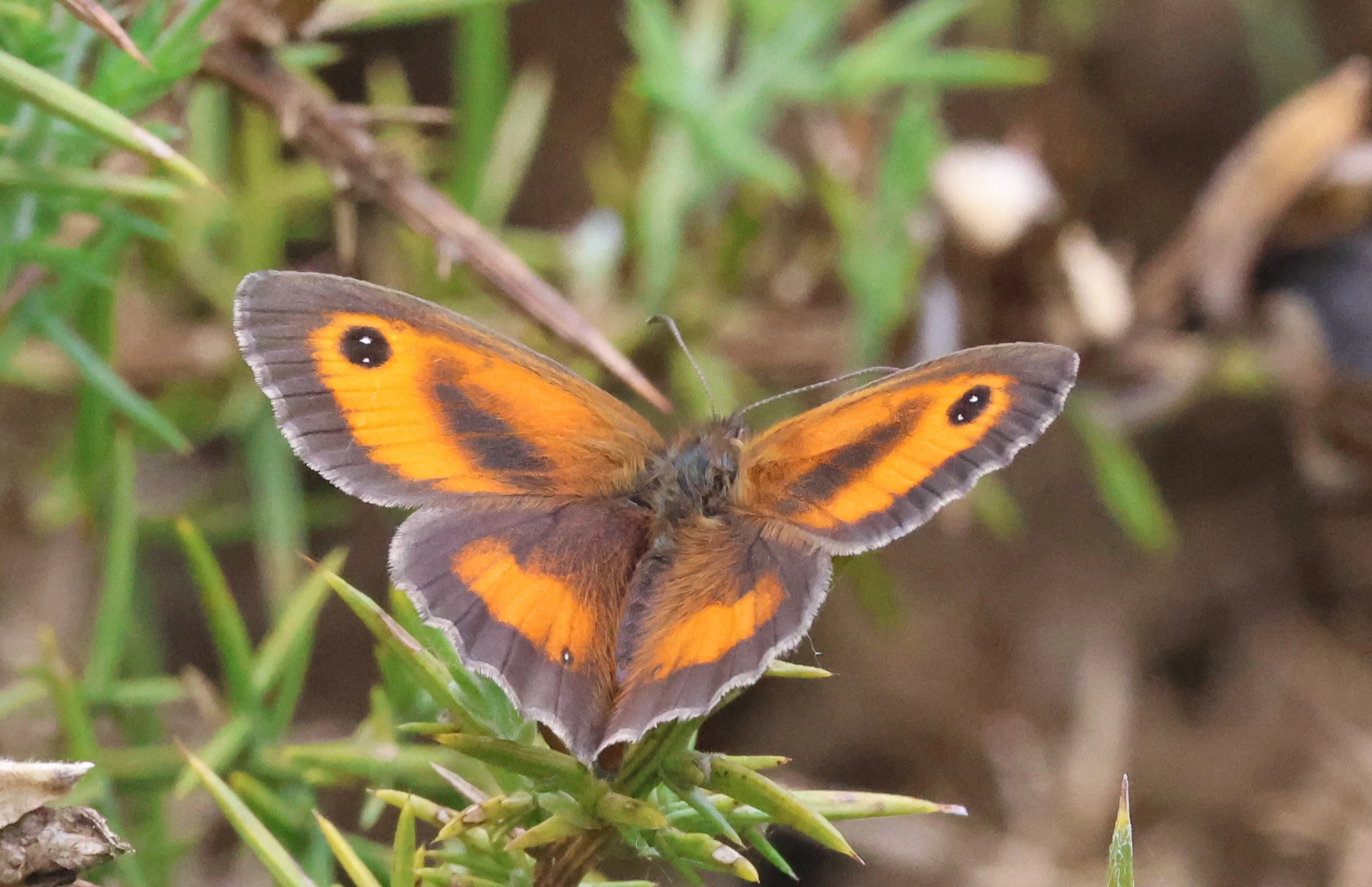 Gatekeeper, Crockford Common, Beaulieu, New Forest, UK — photo by Adam Prugel-Bennett