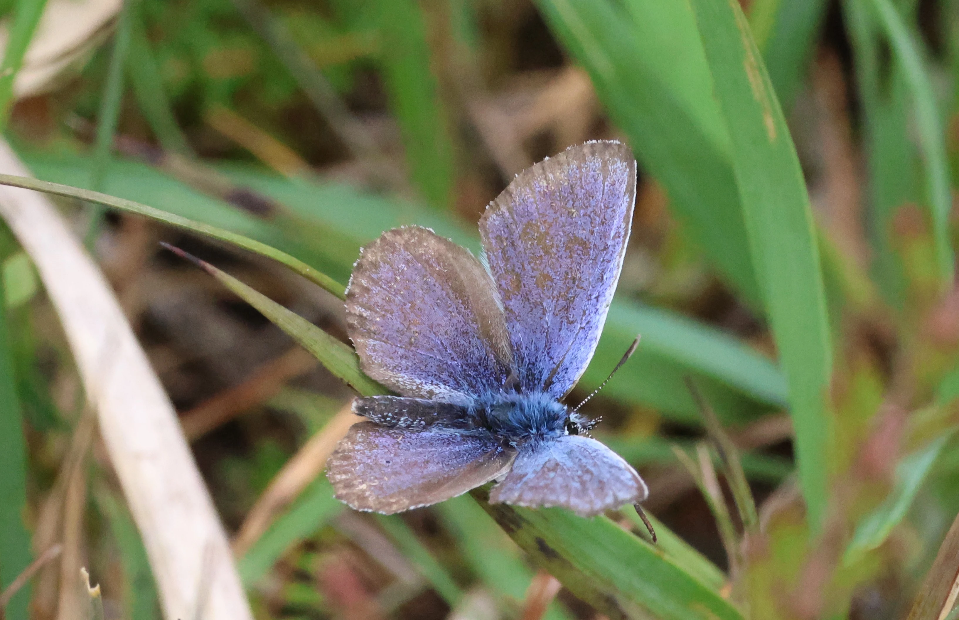 Purple hairstreak, Crockford Common, Beaulieu, New Forest, UK — photo by Adam Prugel-Bennett