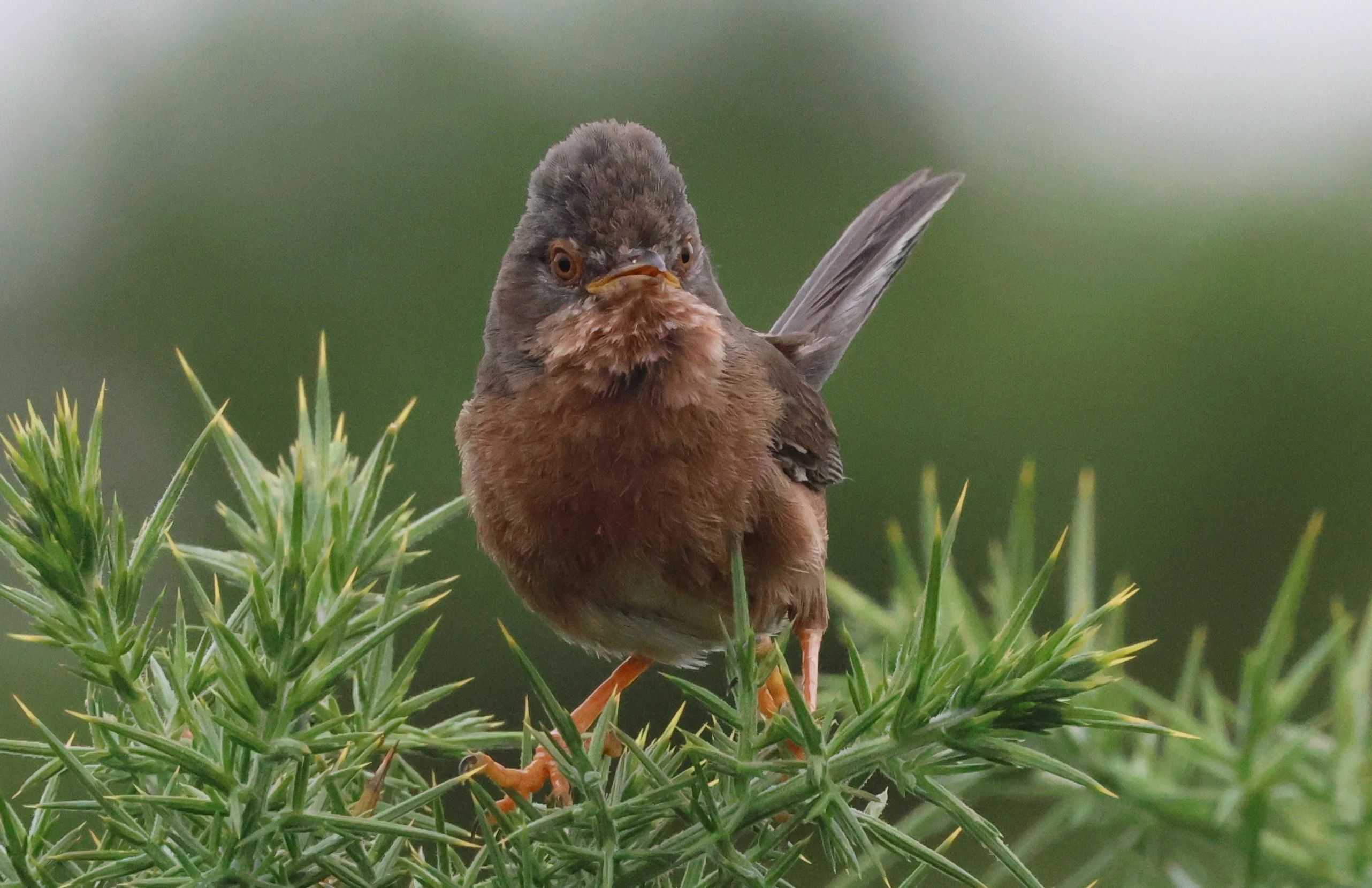 Dartford Warbler, Crockford Common, Beaulieu, New Forest, UK — photo by Adam Prugel-Bennett