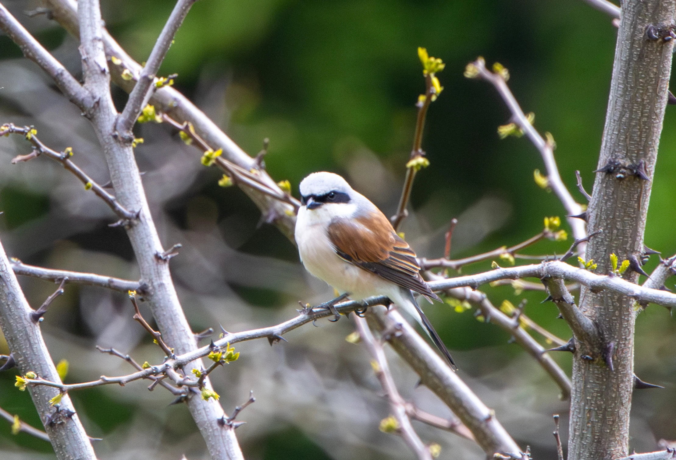 Red-backed Shrike, Transylvania, Romania — photo by Adam Prugel-Bennett