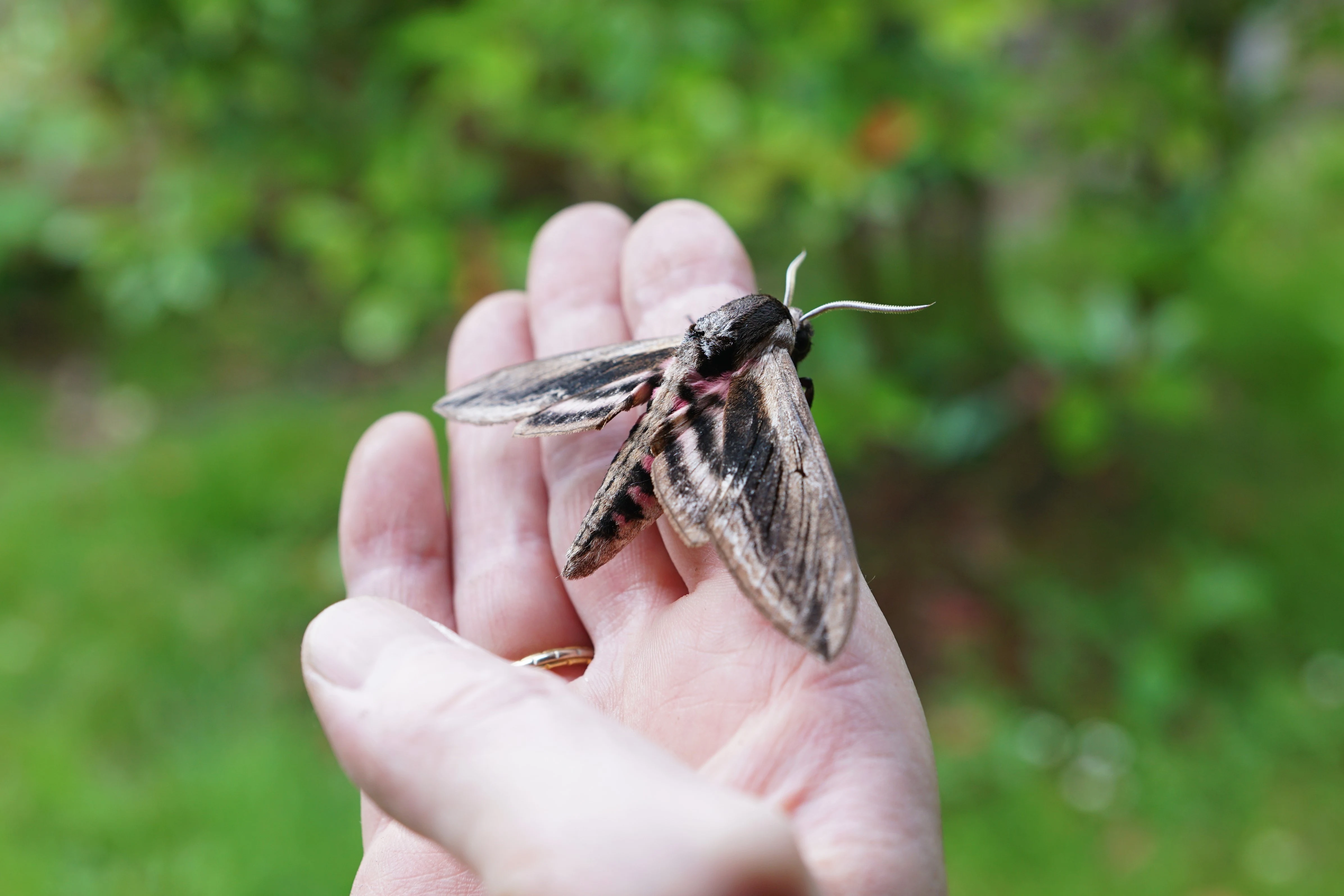 Convolvulus Hawk Moth — photo by Adam Prugel-Bennett