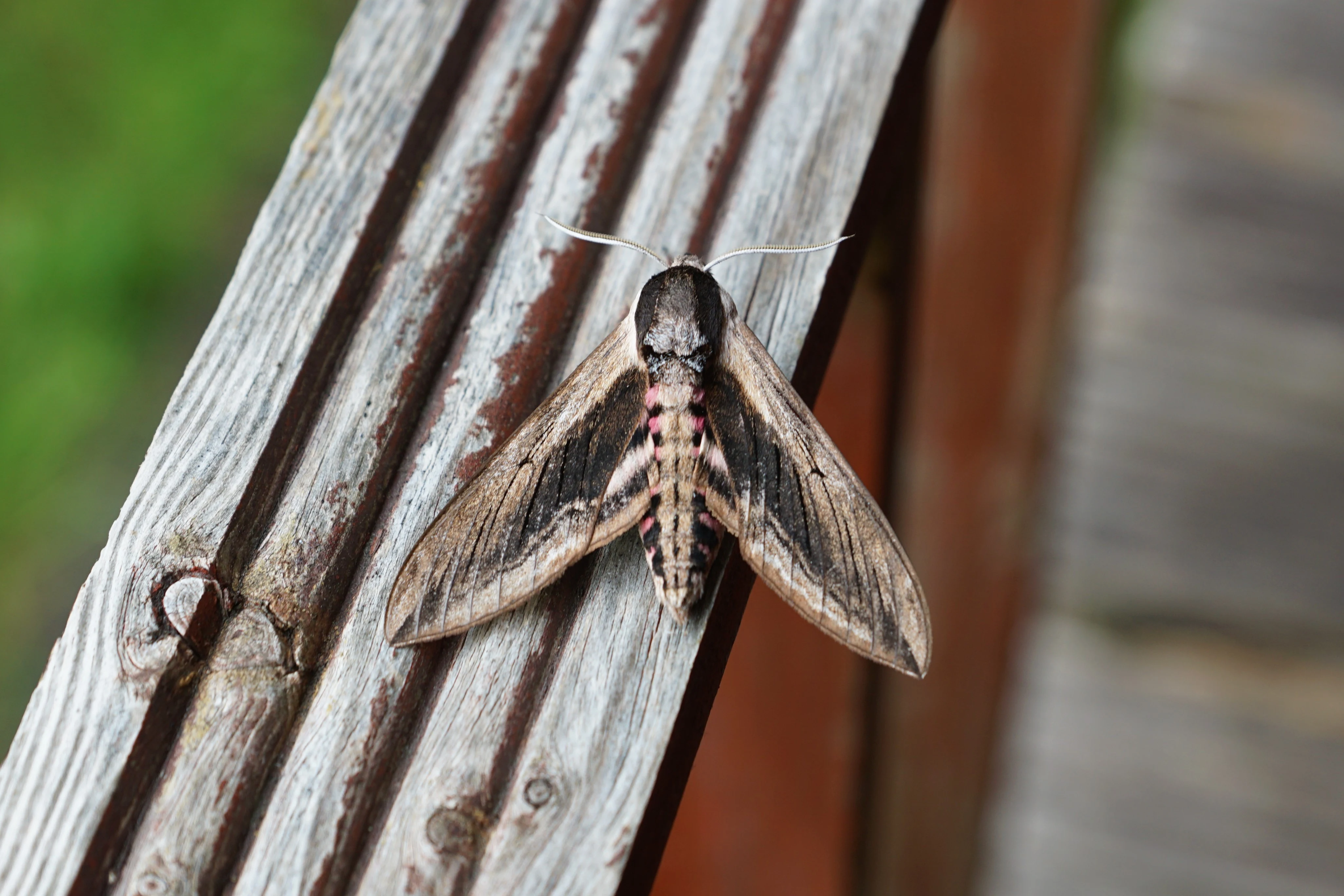 Convolvulus Hawm Moth — photo by Adam Prugel-Bennett