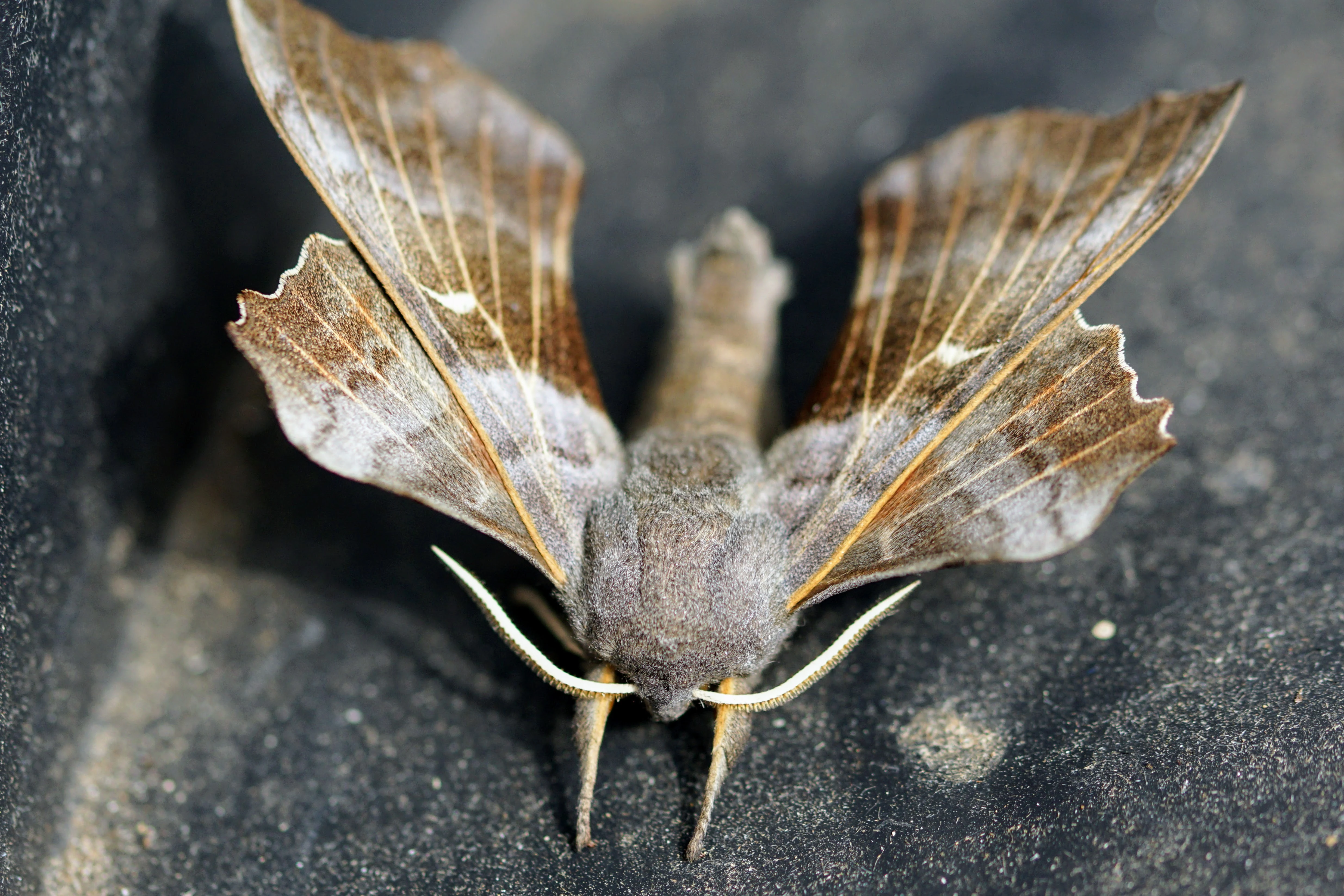 Poplar Hawk-moth, Eling, Hampshire, UK — photo by Adam Prugel-Bennett