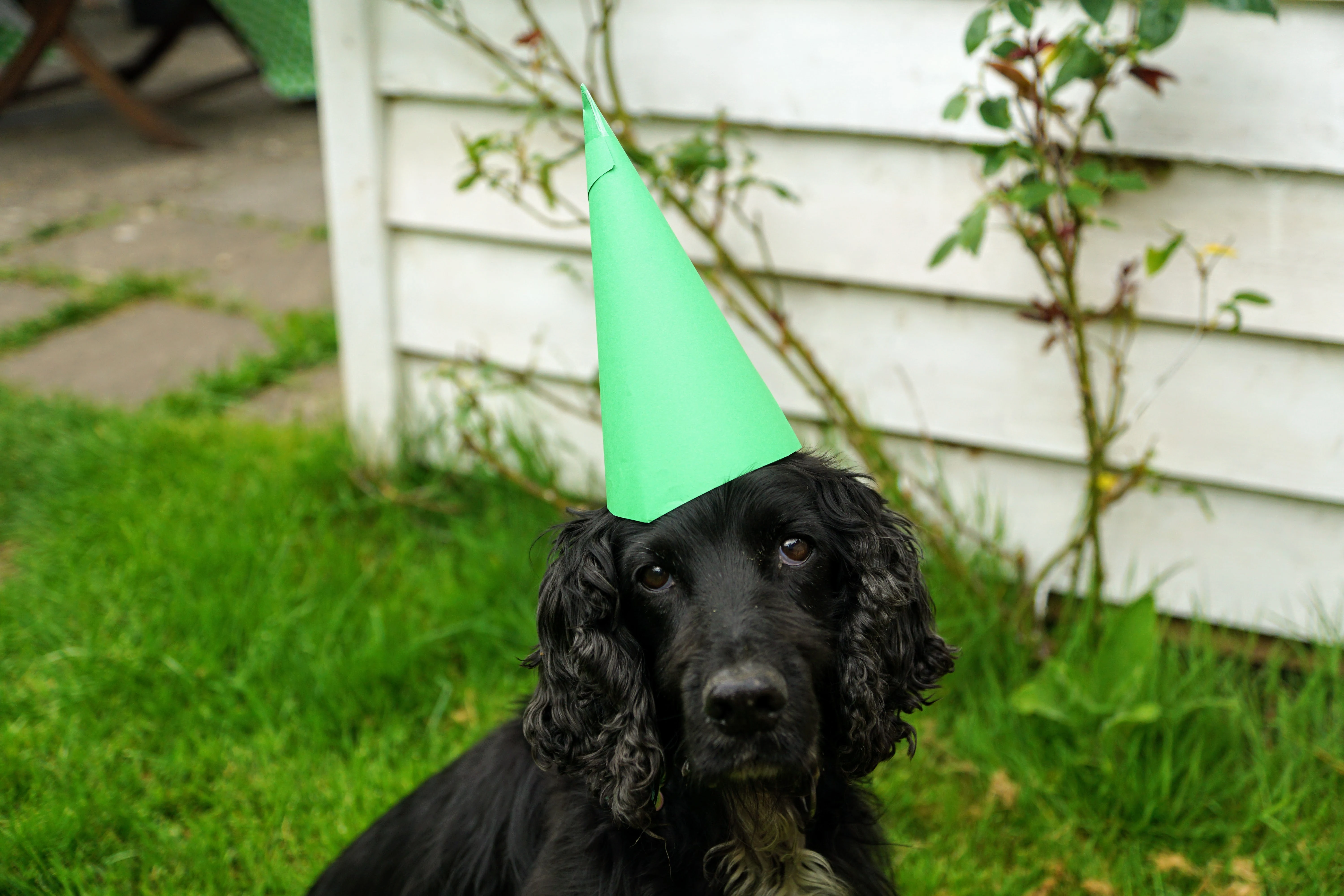 Fresco wearing a green party hat, Eling, Hampshire, UK — photo by Adam Prugel-Bennett