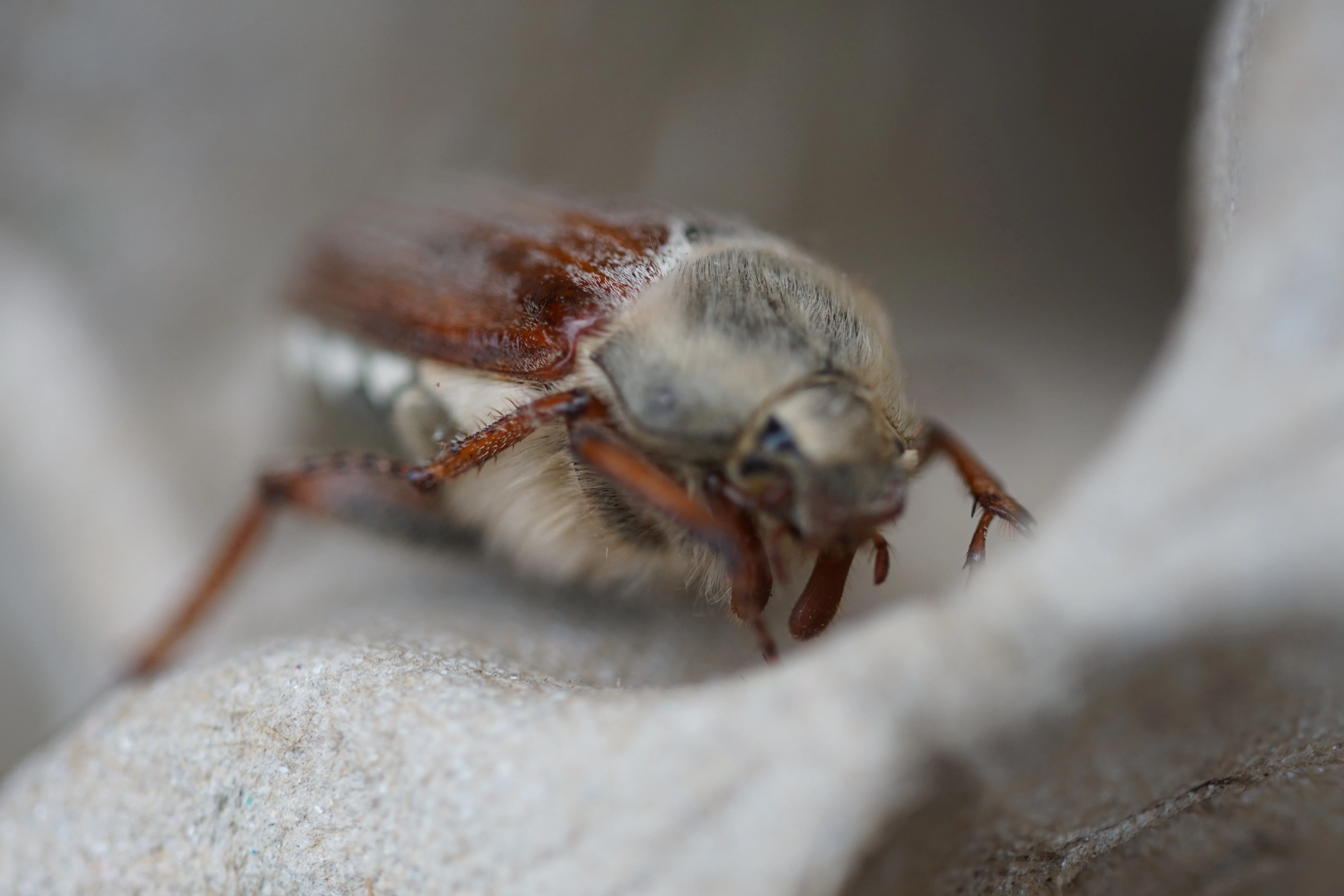 Common Cockchafer, Eling — photo by Adam Prugel-Bennett