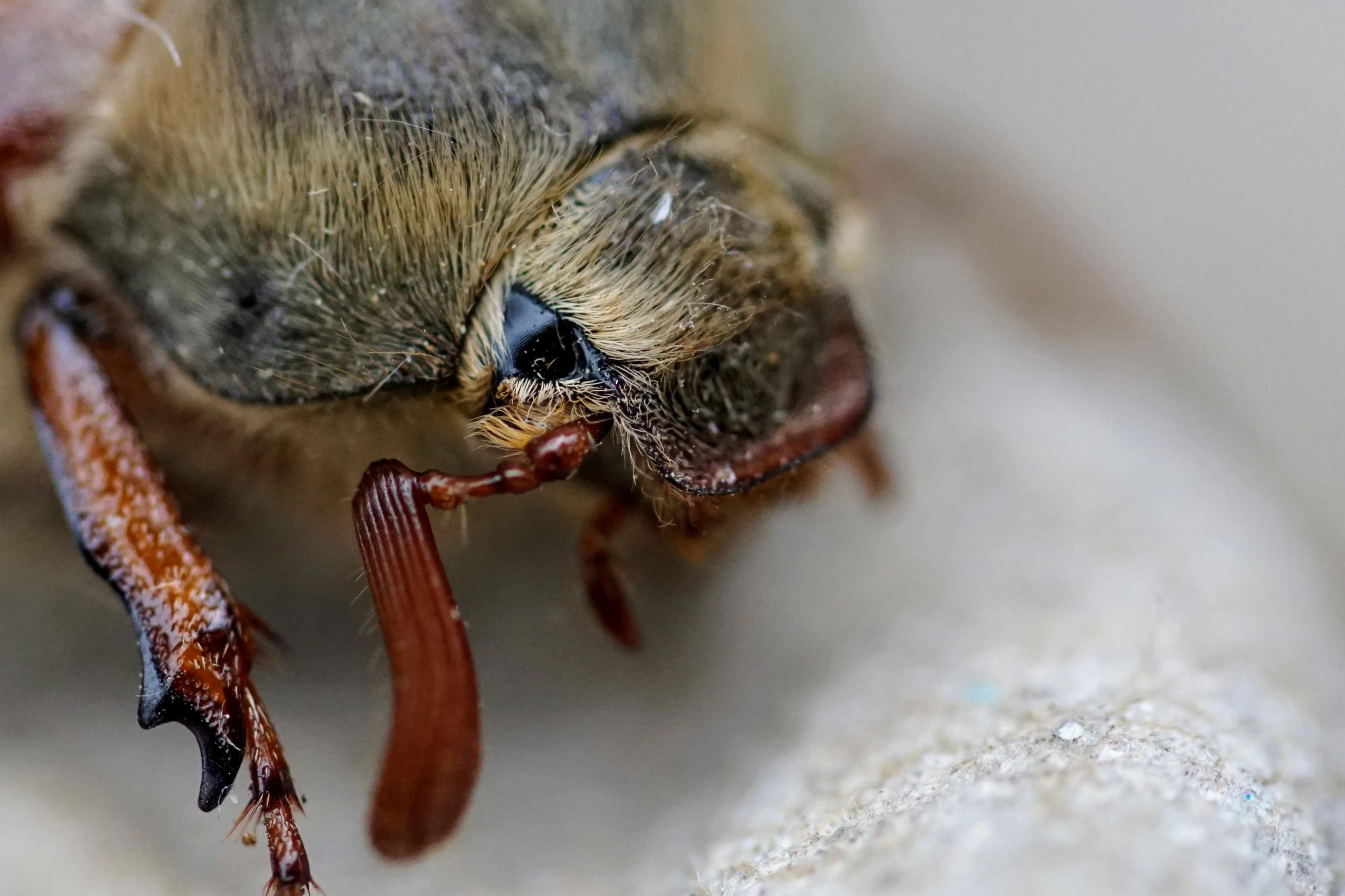 Cockchafer — photo by Adam Prugel-Bennett