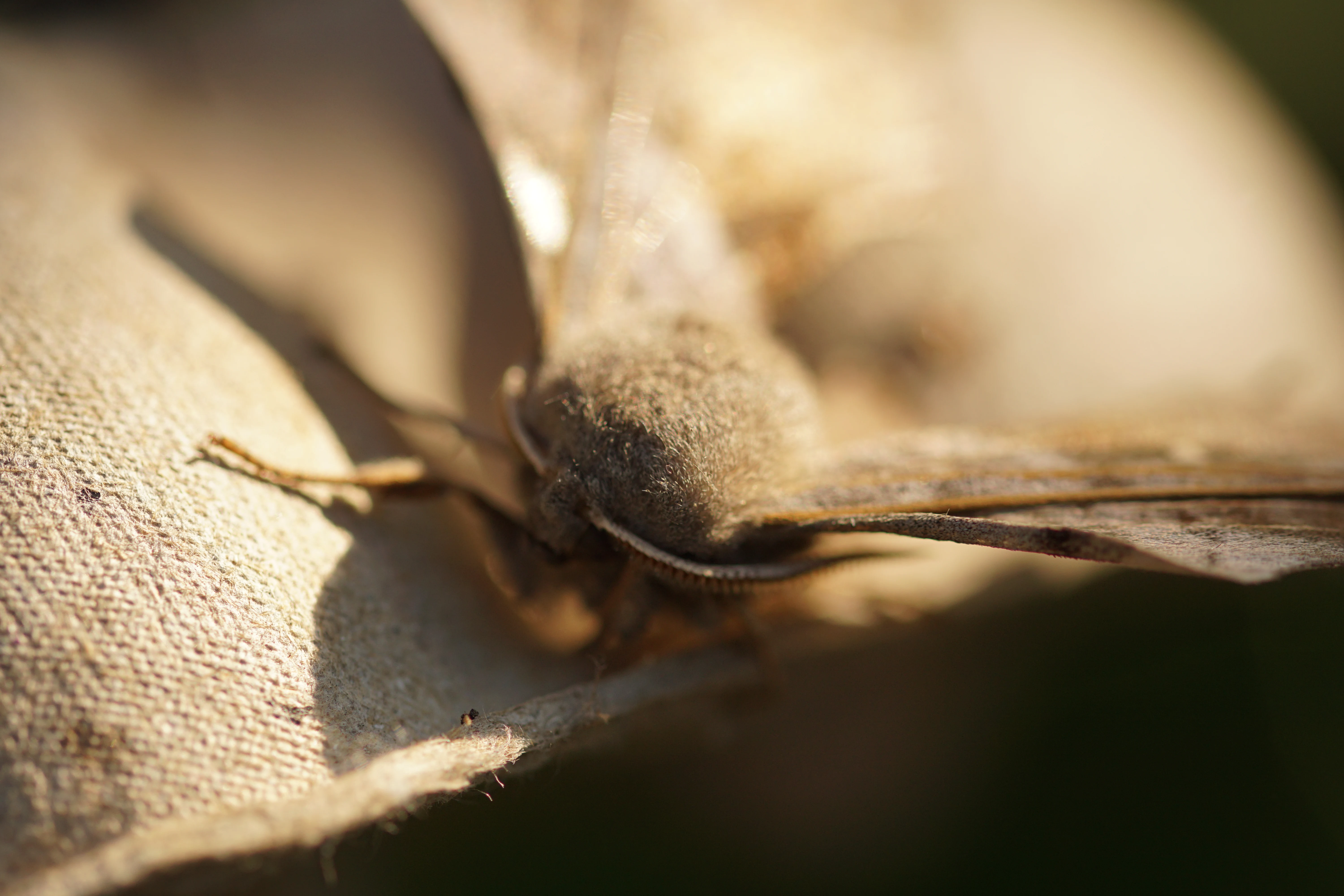 Moth — photo by Adam Prugel-Bennett
