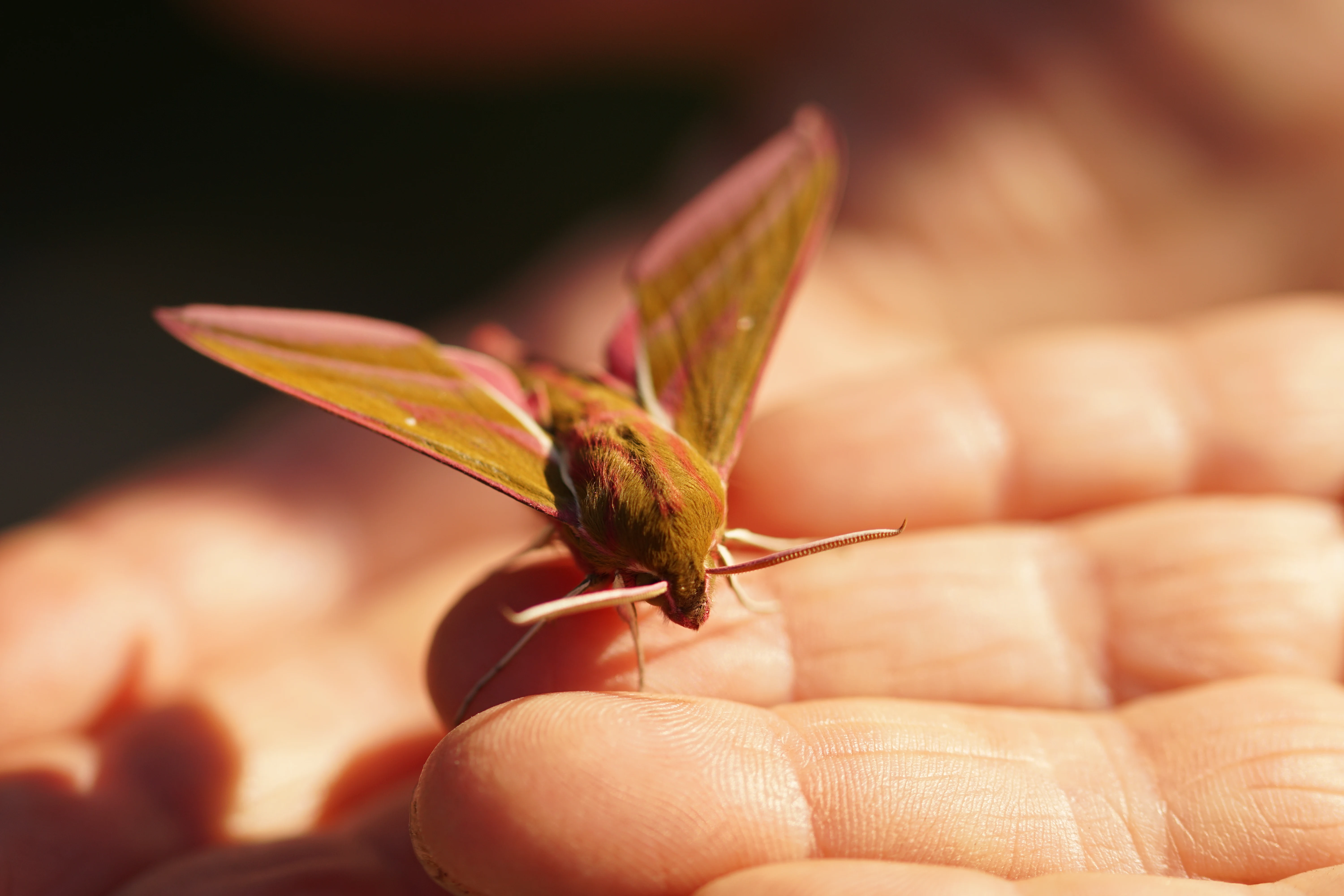 Elephant Hawk-moth — photo by Adam Prugel-Bennett
