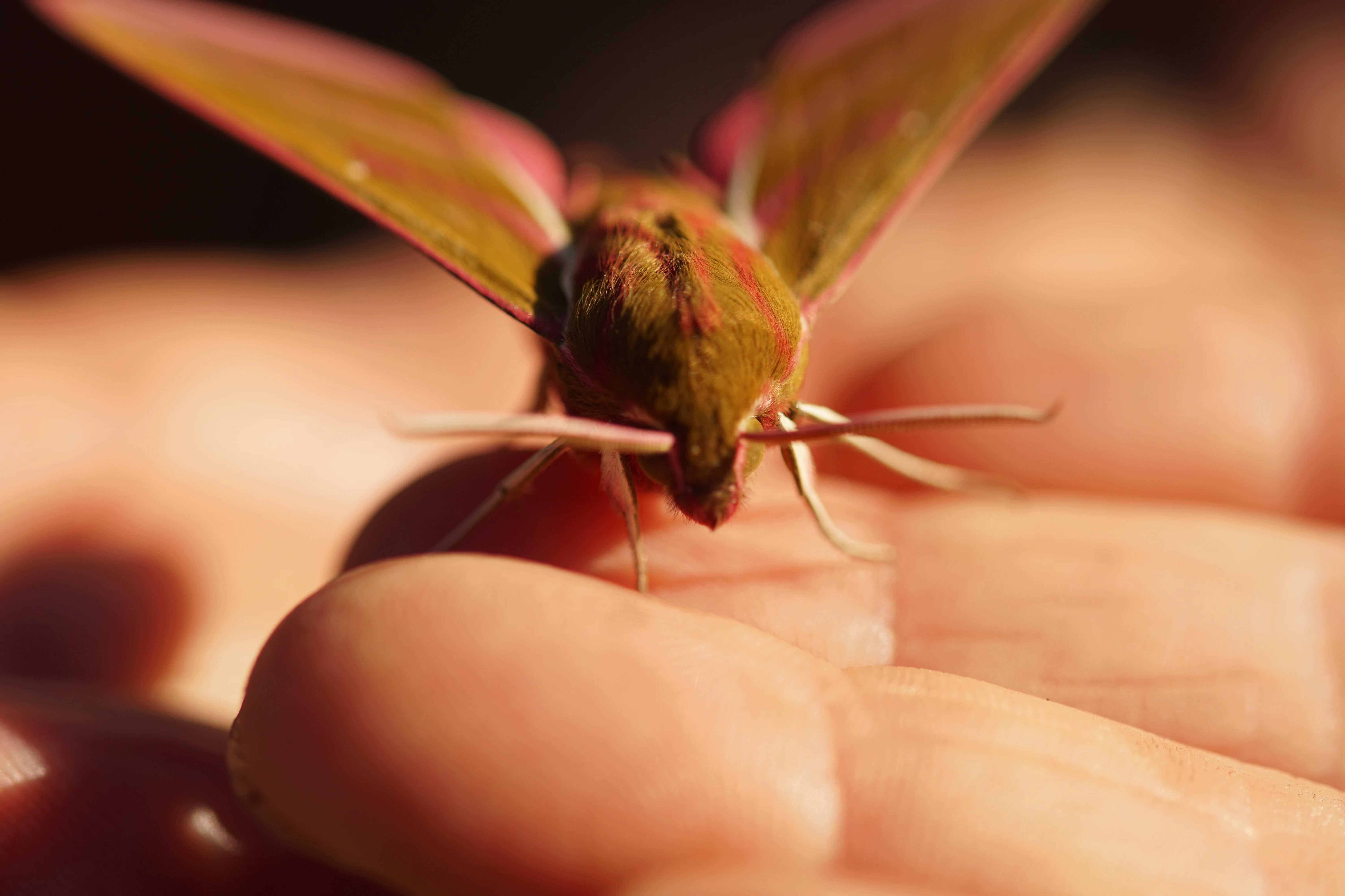 Elephant Hawk-moth — photo by Adam Prugel-Bennett