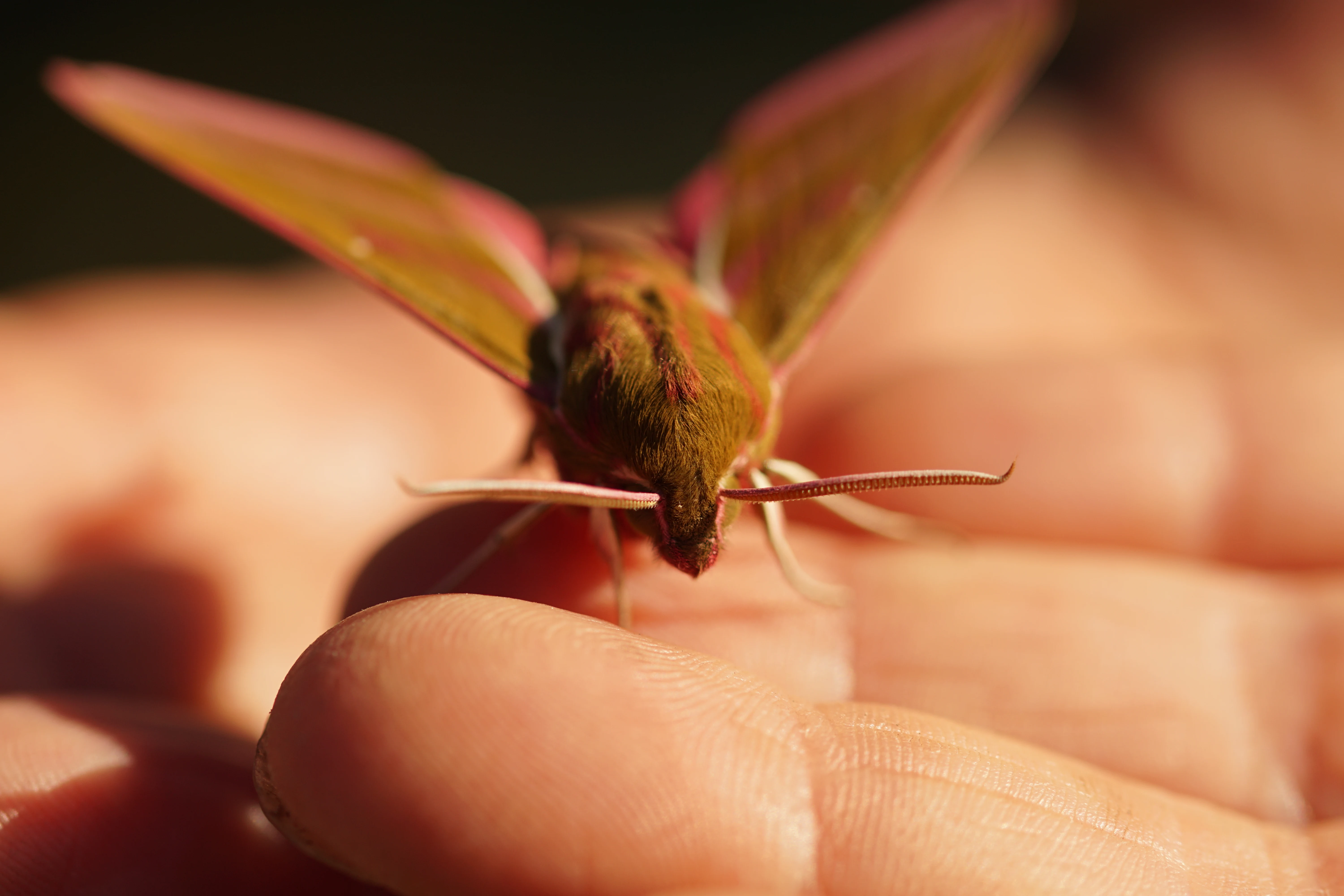 Elephant Hawk-moth — photo by Adam Prugel-Bennett
