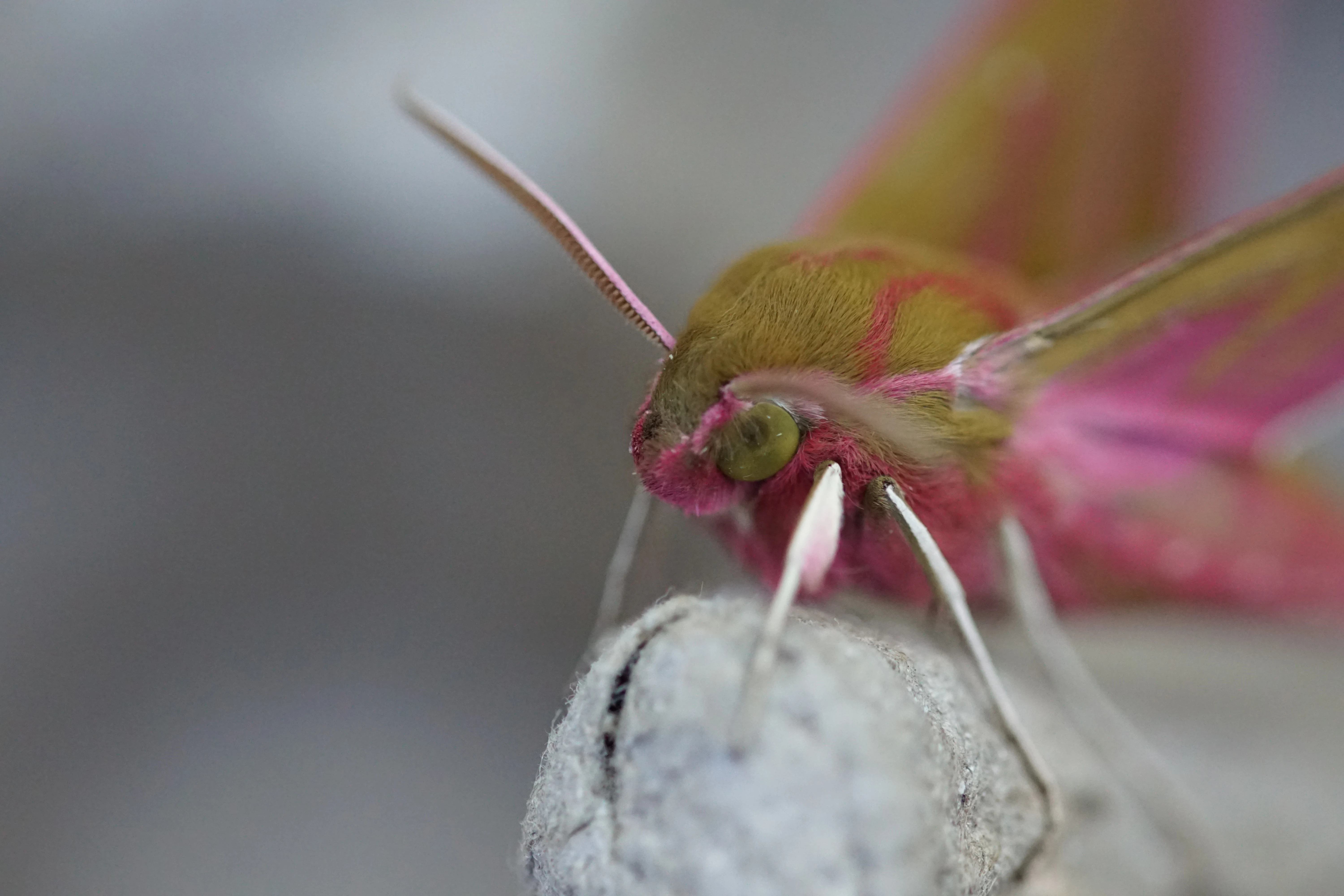Elephant Hawk-moth — photo by Adam Prugel-Bennett