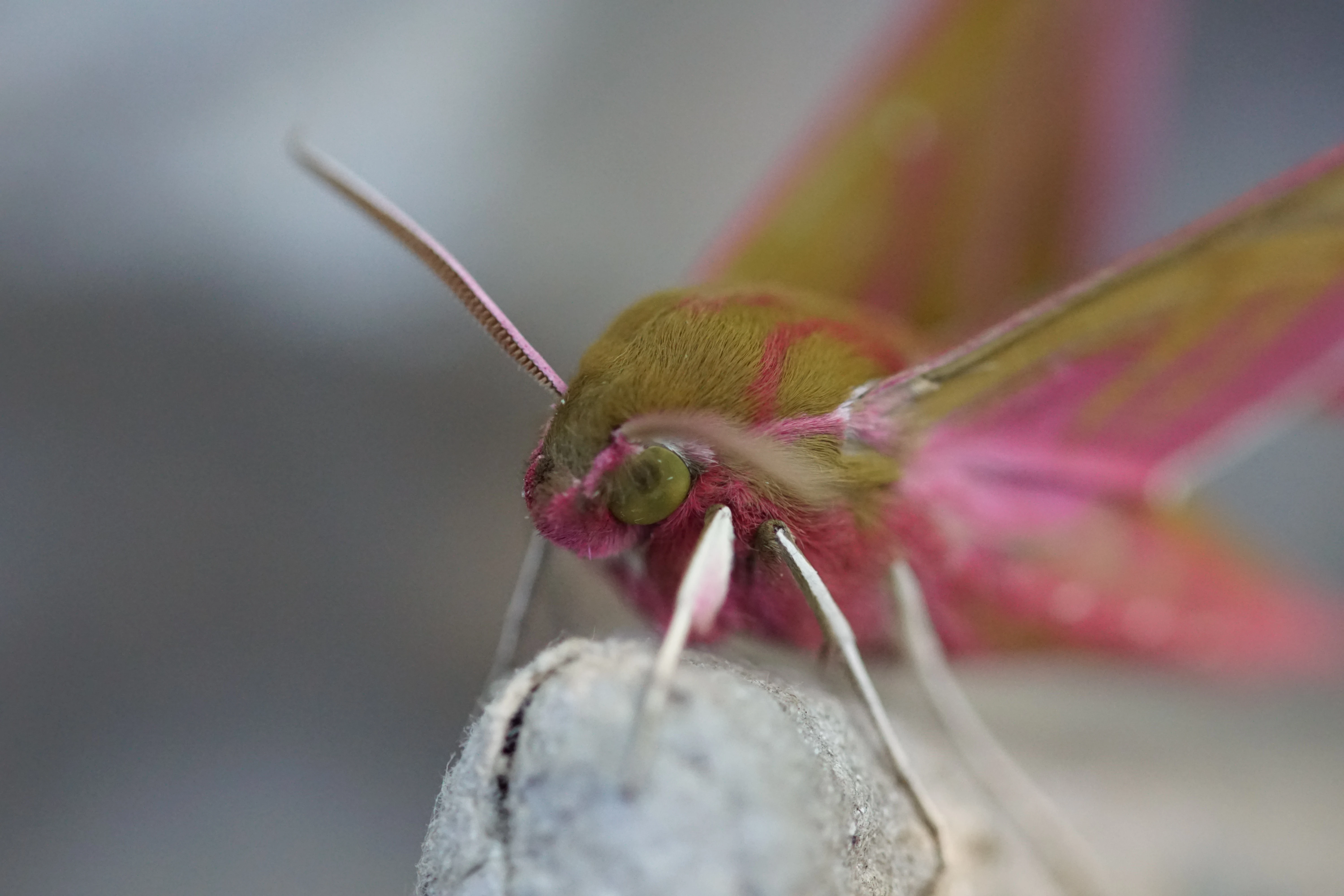 Elephant Hawk-moth — photo by Adam Prugel-Bennett