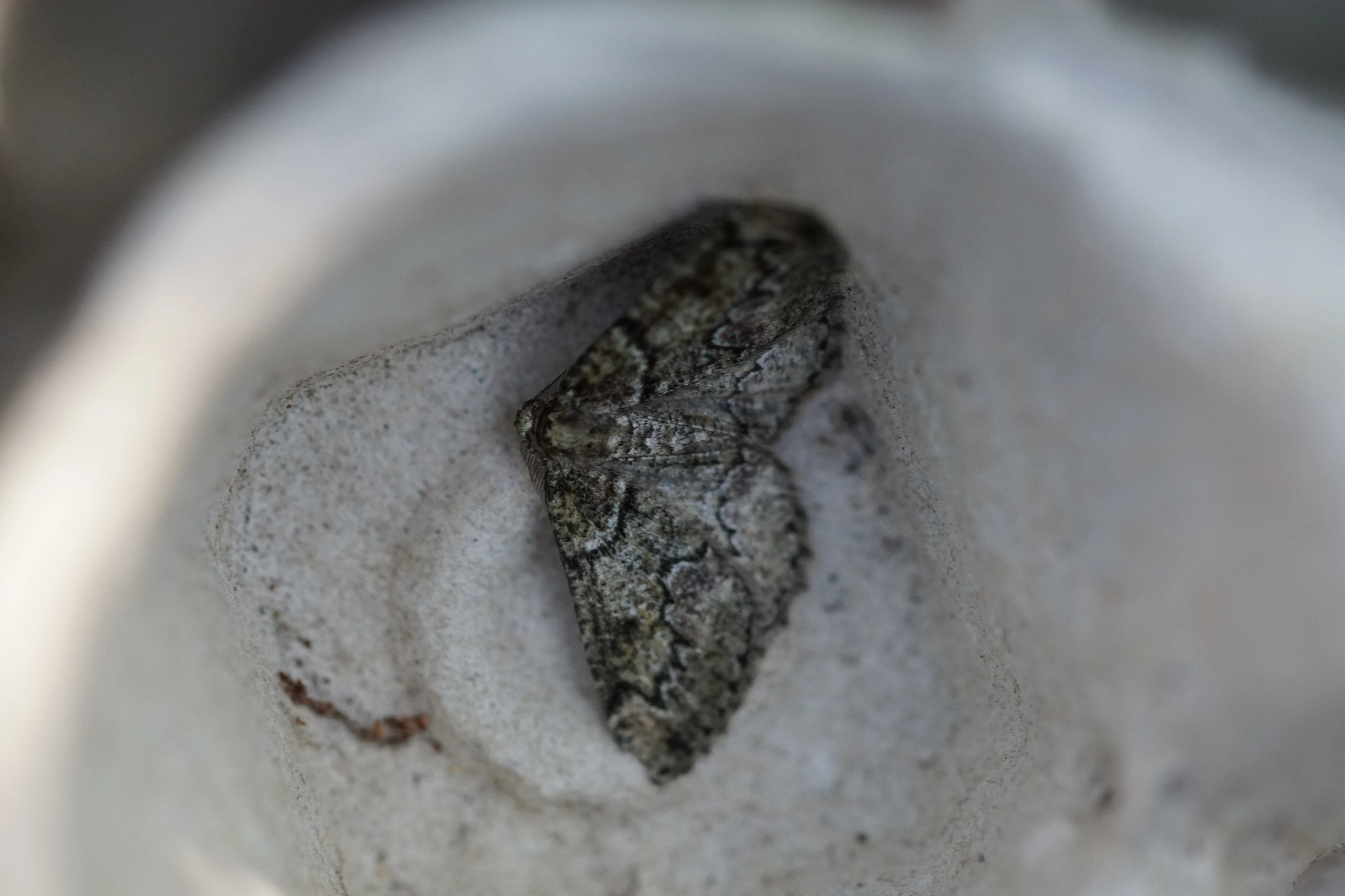 Mottled Beauty moth — photo by Adam Prugel-Bennett