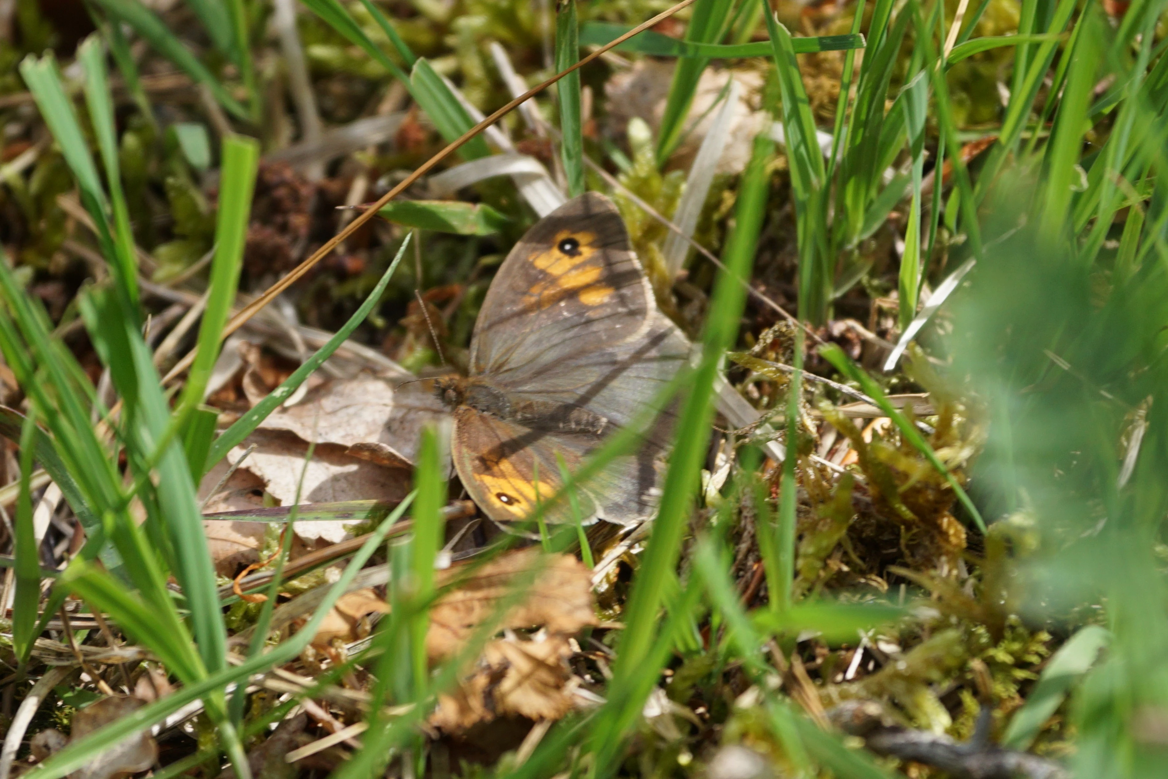 Meadow Brown — photo by Adam Prugel-Bennett
