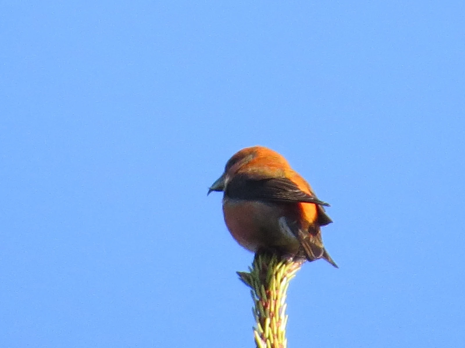 Red Crossbill, New Forest, Hampshire, UK — photo by Adam Prugel-Bennett