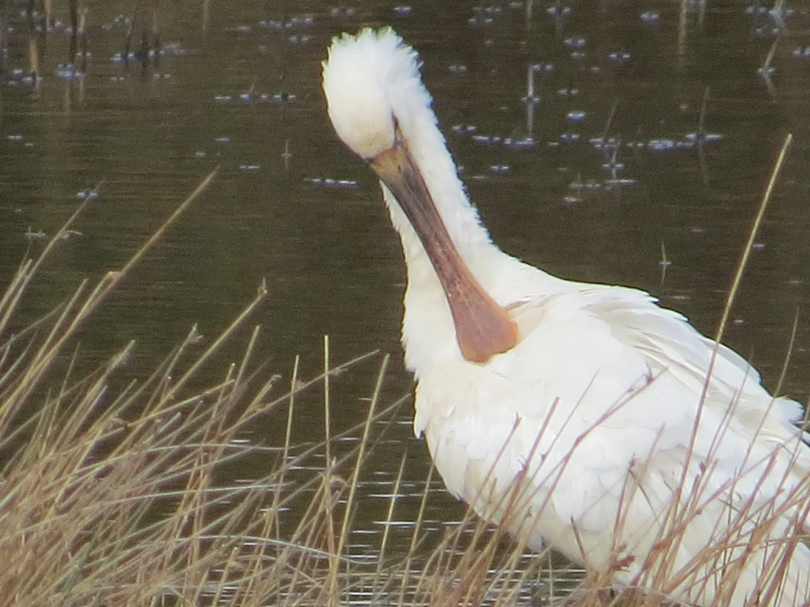 Eurasian Spoonbill, Lymington, Hampshire, UK — photo by Adam Prugel-Bennett