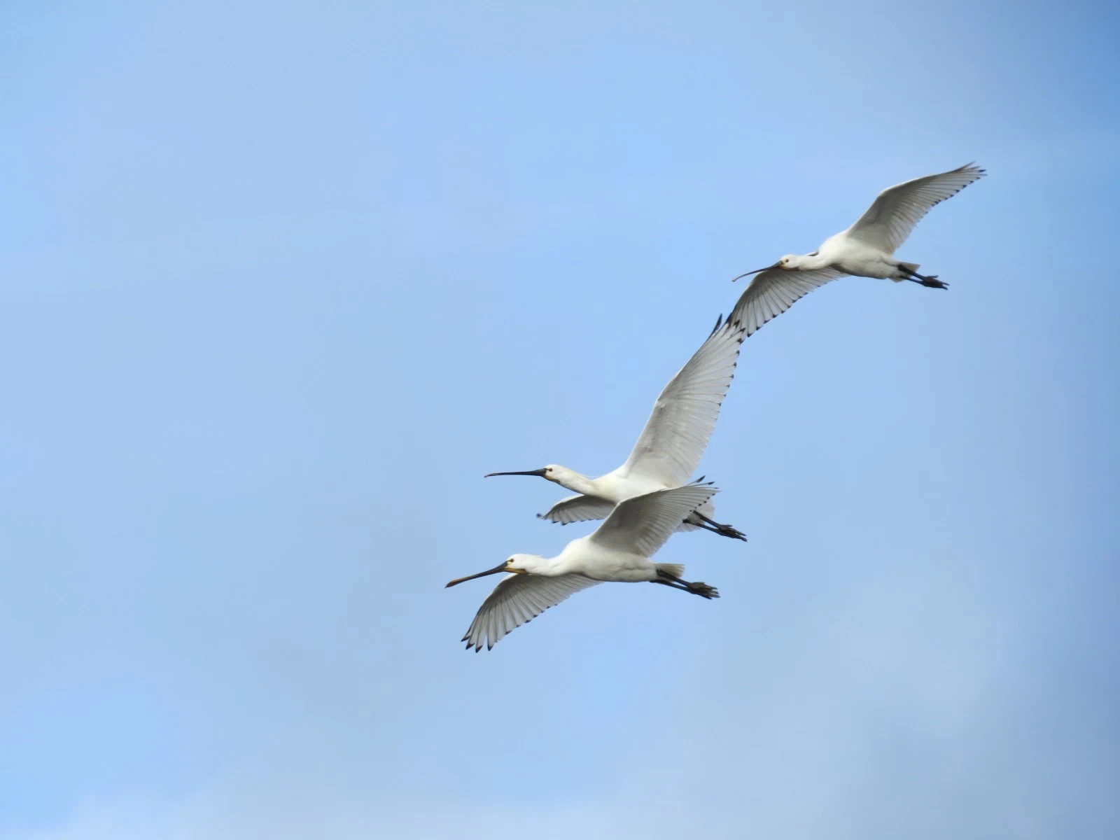 Eurasian Spoonbills, Lymington, Hampshire, UK — photo by Adam Prugel-Bennett