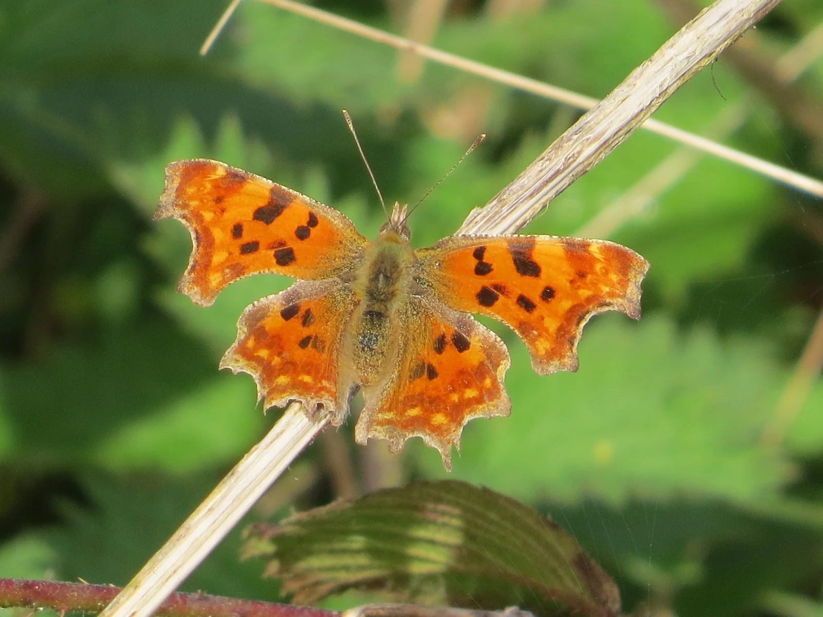 Comma butterfly, UK — photo by Adam Prugel-Bennett