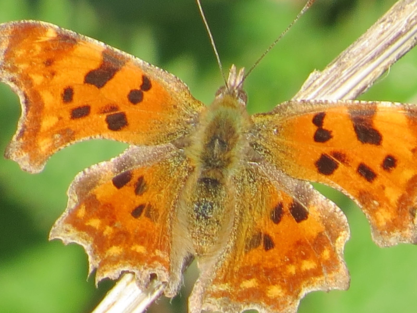 Comma butterfly, UK — photo by Adam Prugel-Bennett