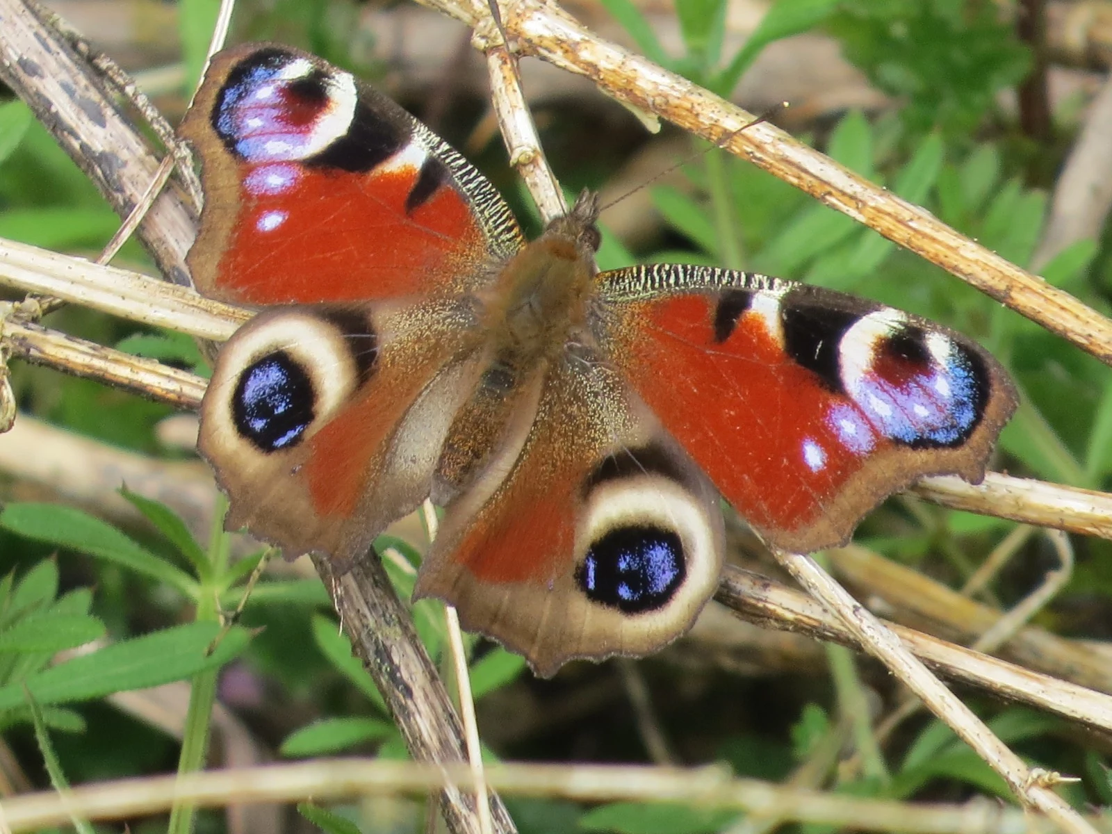 Peacock Butterfly, UK — photo by Adam Prugel-Bennett
