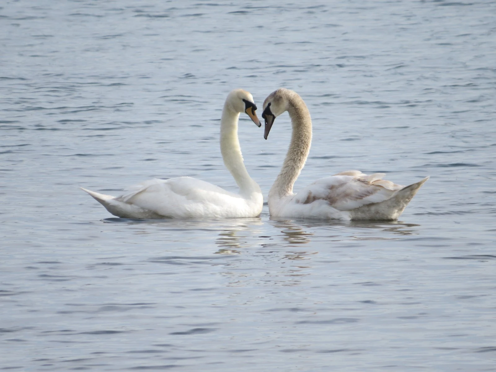 Mute Swans, Eling, Hampshire, UK — photo by Adam Prugel-Bennett