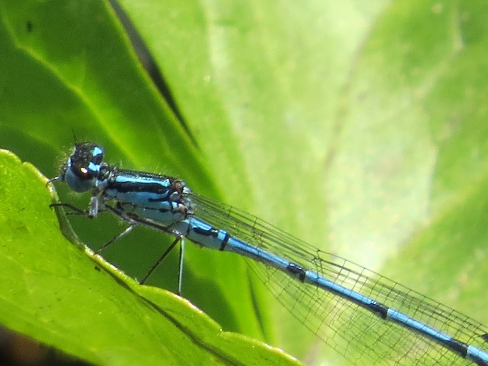 Common Blue Damselfly — photo by Adam Prugel-Bennett