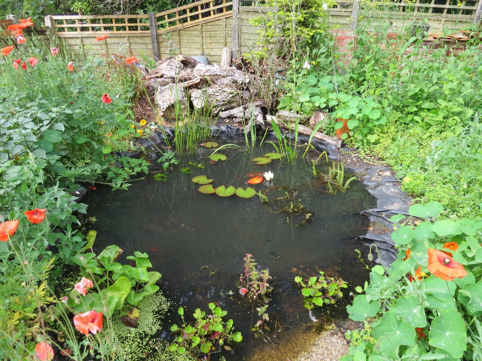 Garden pond with water lilies and poppies — photo by Adam Prugel-Bennett
