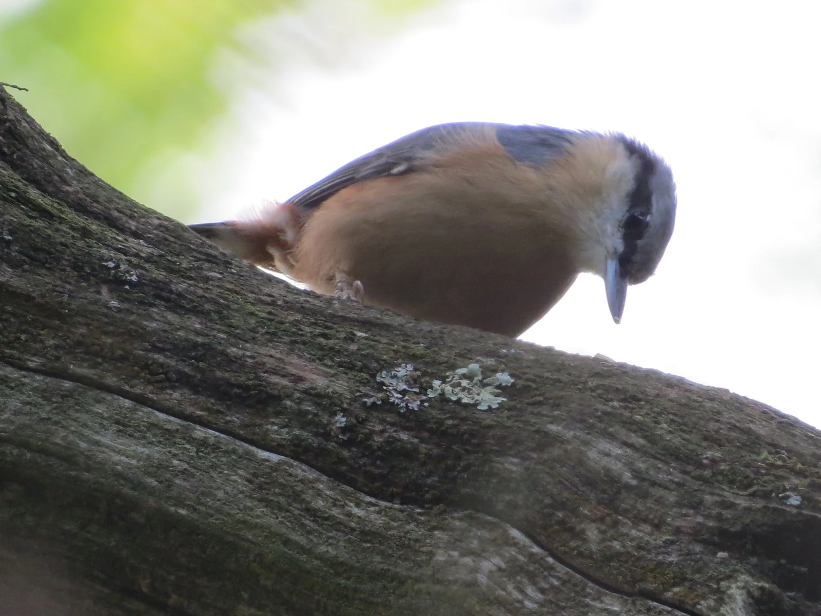 Eurasian Nuthatch — photo by Adam Prugel-Bennett