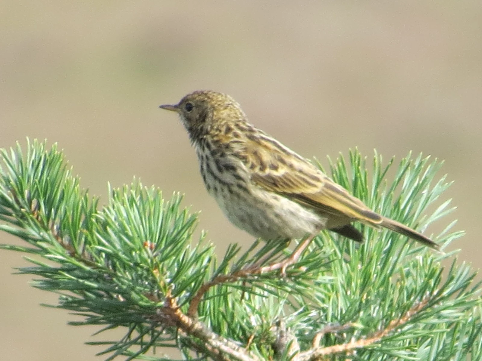 Meadow Pipit — photo by Adam Prugel-Bennett