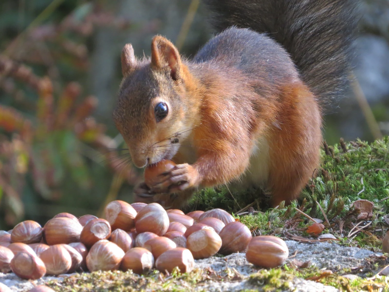 Red Squirrel with hazelnuts, Sweden — photo by Adam Prugel-Bennett