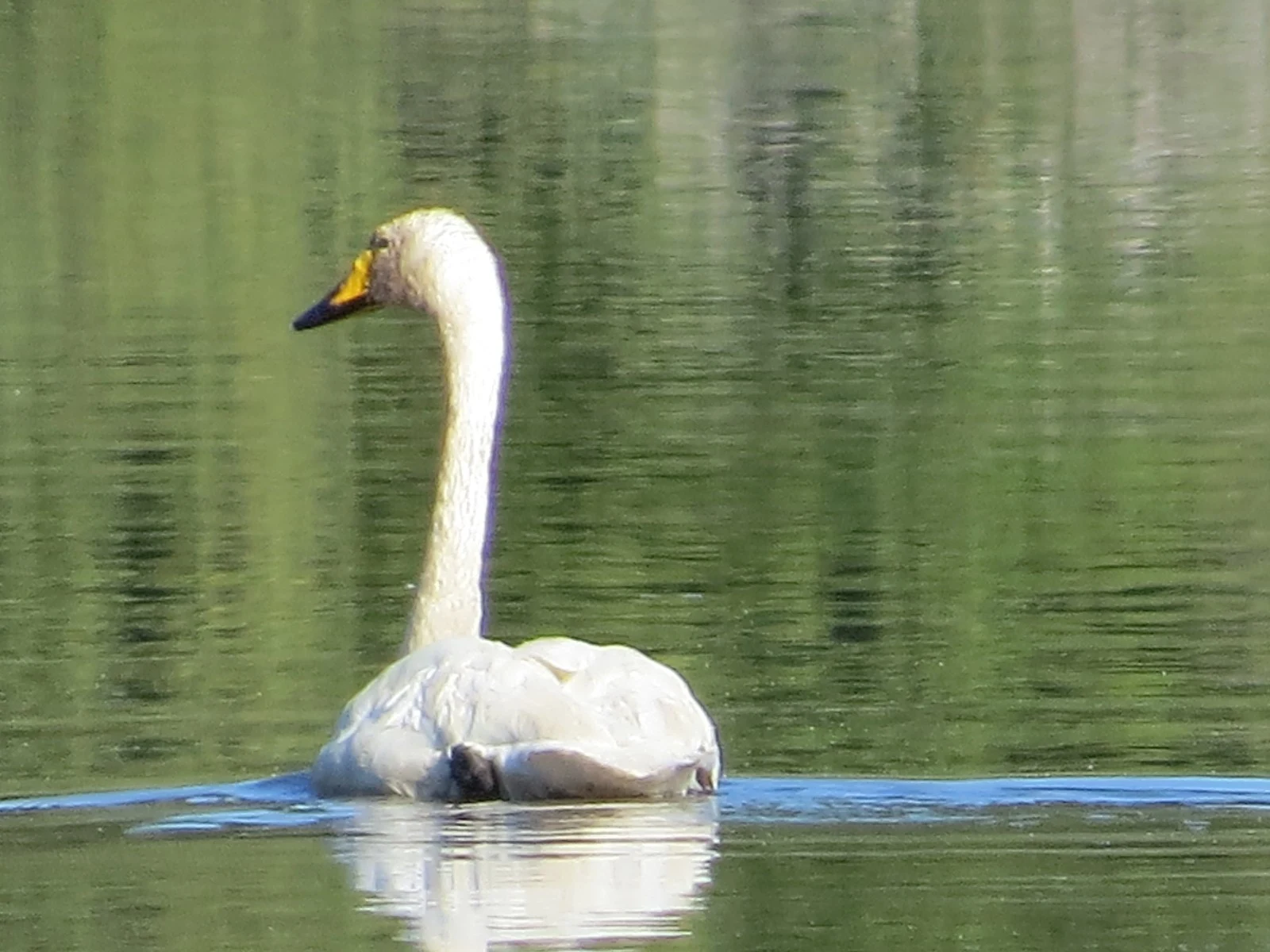 Whooper Swan, Sweden — photo by Adam Prugel-Bennett