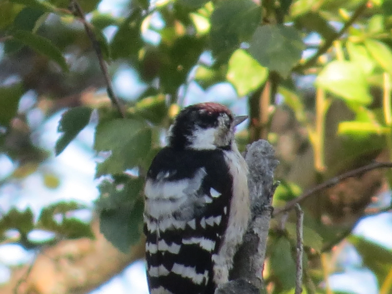 Lesser Spotted Woodpecker, Sweden — photo by Adam Prugel-Bennett