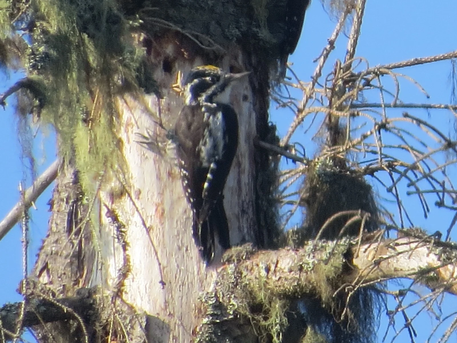 Three-toed Woodpecker, Sweden — photo by Adam Prugel-Bennett