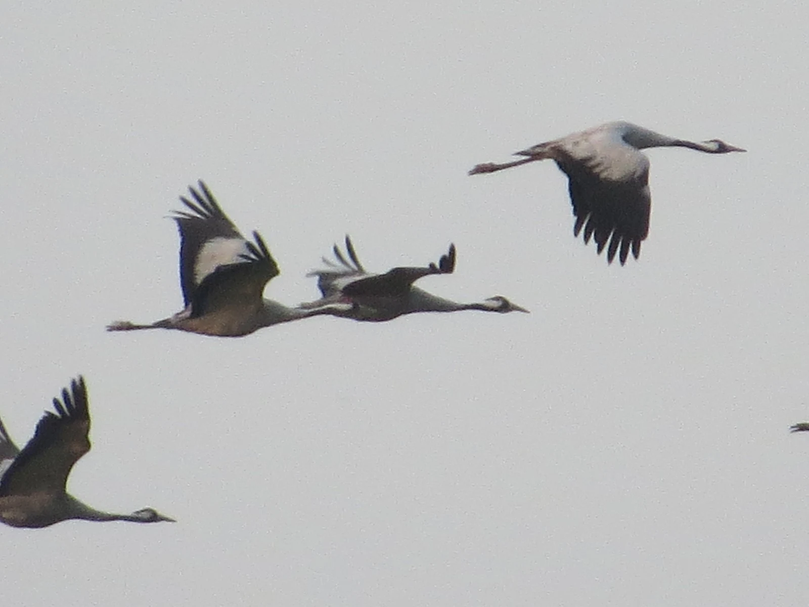 Common Crane, Sweden — photo by Adam Prugel-Bennett